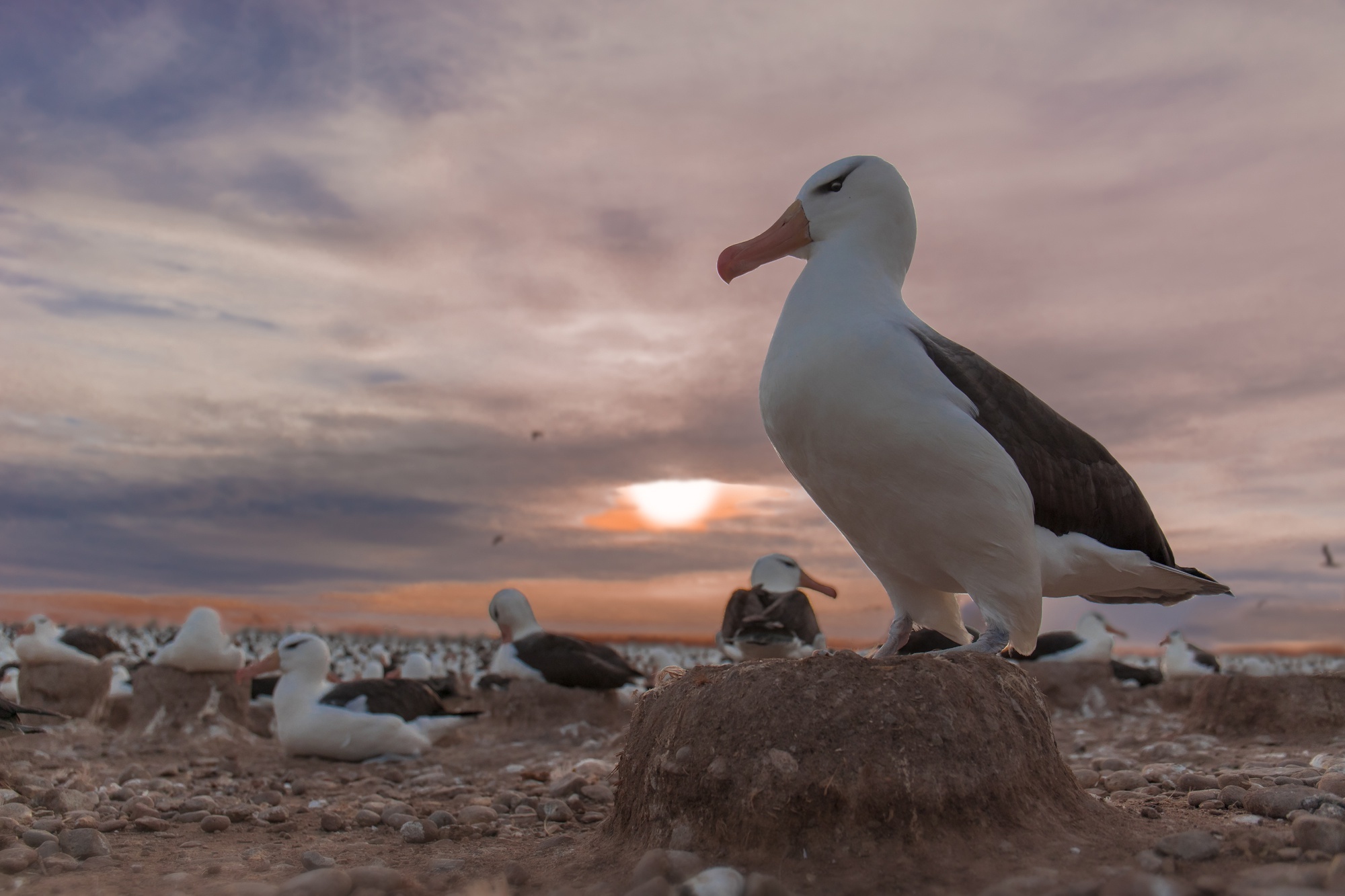 Albatross HD wallpaper, Stunning bird portrait, Vibrant plumage, Detailed feathers, 2000x1340 HD Desktop