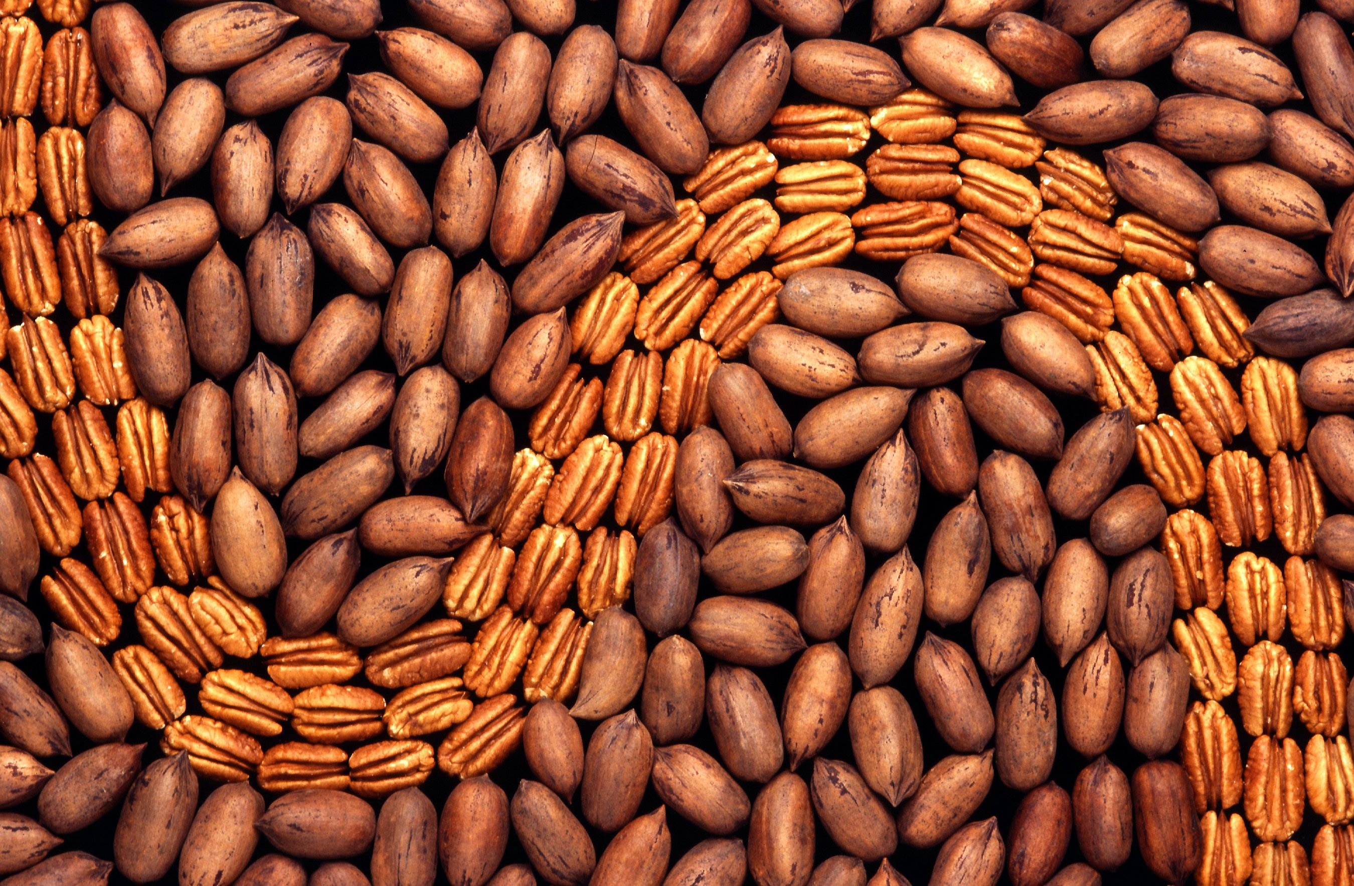 Pecan information, Wikipedia source, Nut facts, An edible delight, 2700x1770 HD Desktop