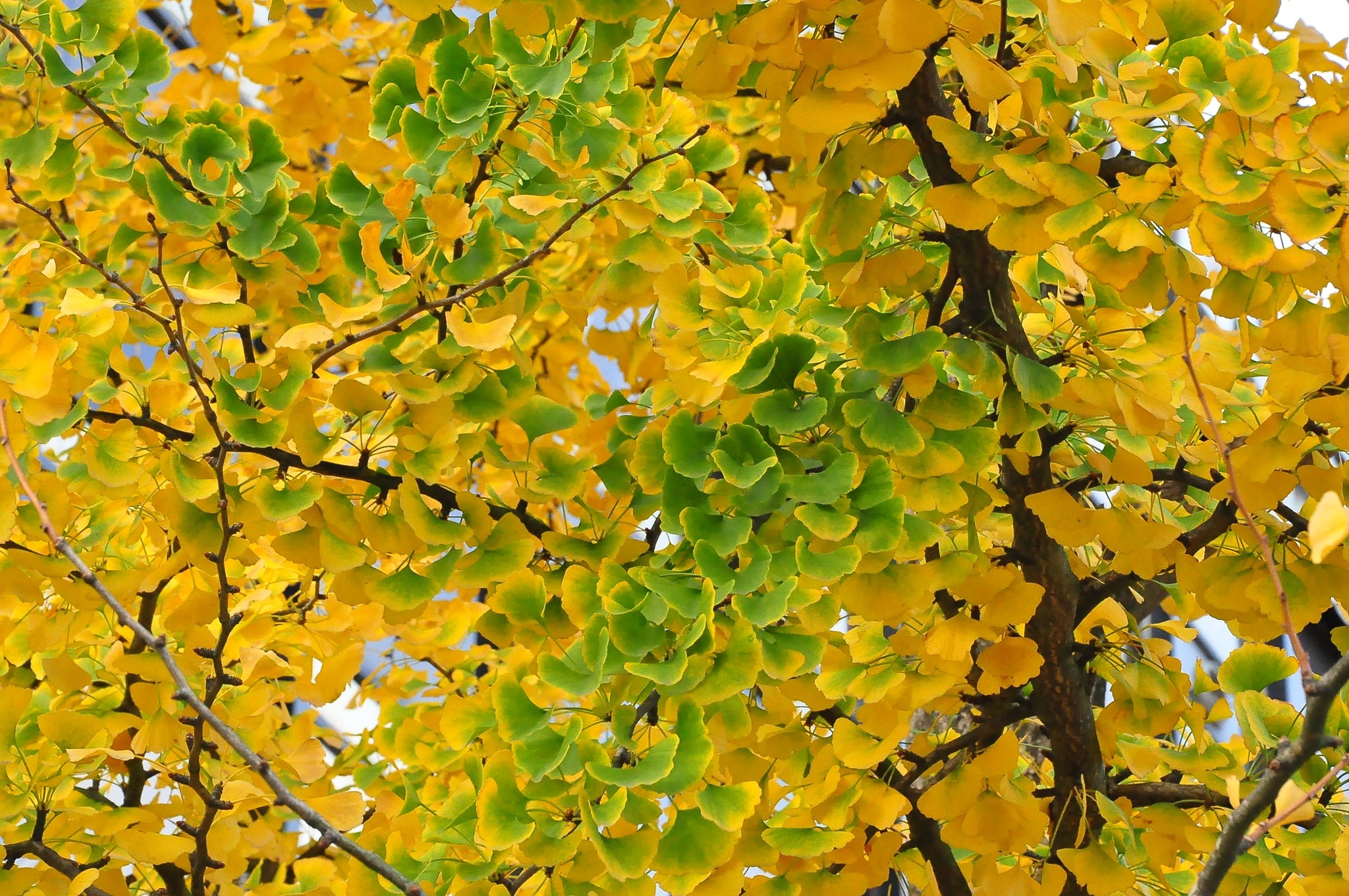 Ginkgo Biloba, Free image download, Botanical wonders, Nature's treasure, 2050x1360 HD Desktop