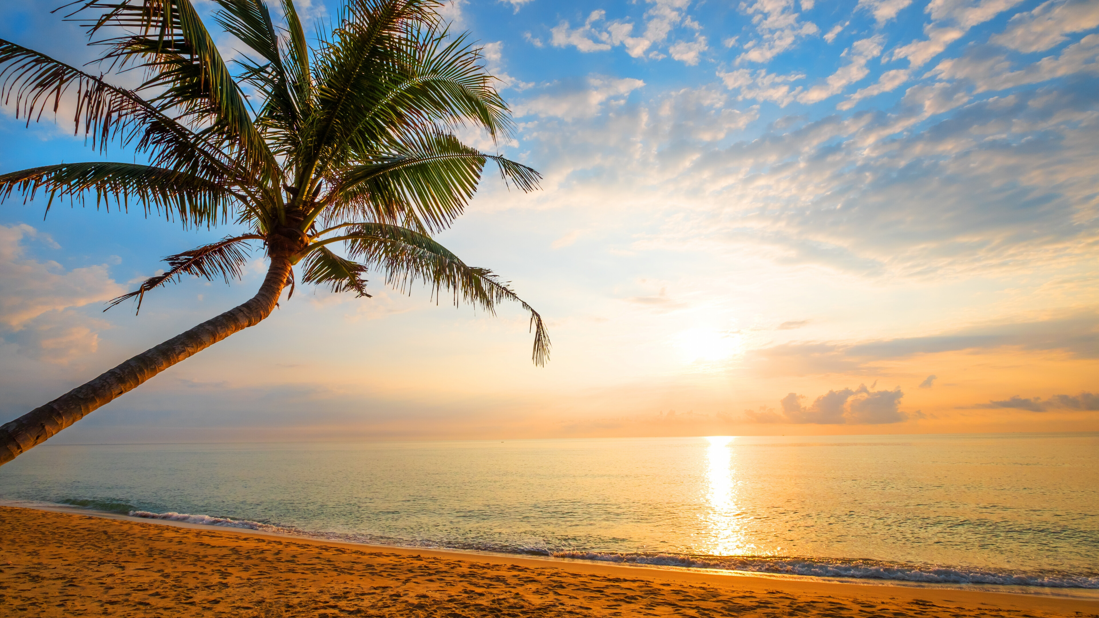 Sunny day holiday, 4K wallpaper, HD image background, Palm tree luxury, 3840x2160 4K Desktop