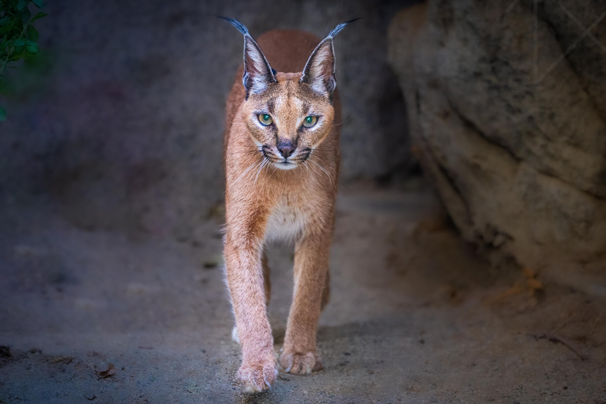 Caracal, Jeffrey C Sink, Photography, 2500x1670 HD Desktop