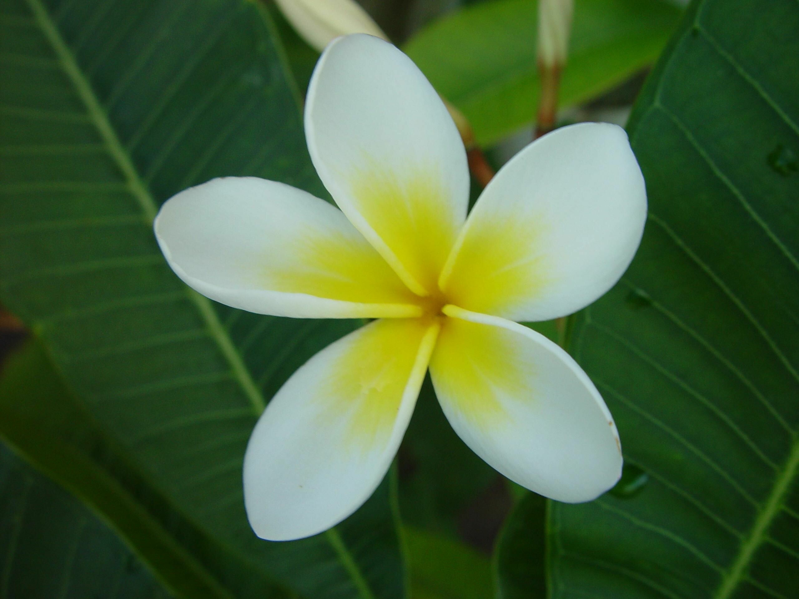 Frangipani flower black, Striking floral contrast, Dramatic beauty, Enchanting elegance, 2560x1920 HD Desktop