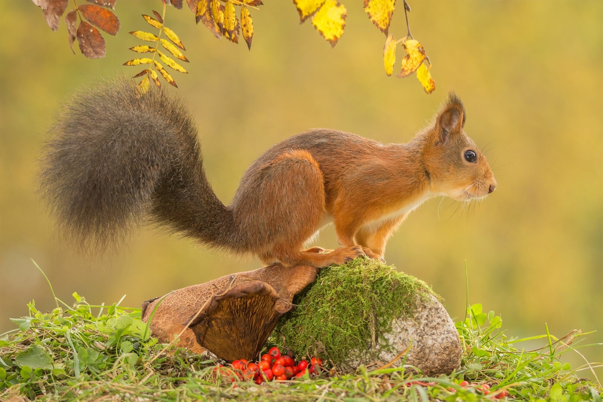 Autumn squirrel wallpapers, Seasonal squirrel images, 2000x1340 HD Desktop