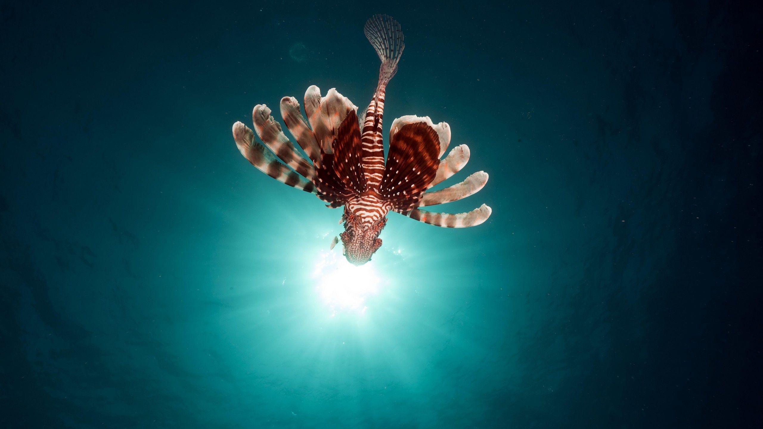 Oceanarium, Lionfish, Underwater, Flying fish, 2560x1440 HD Desktop