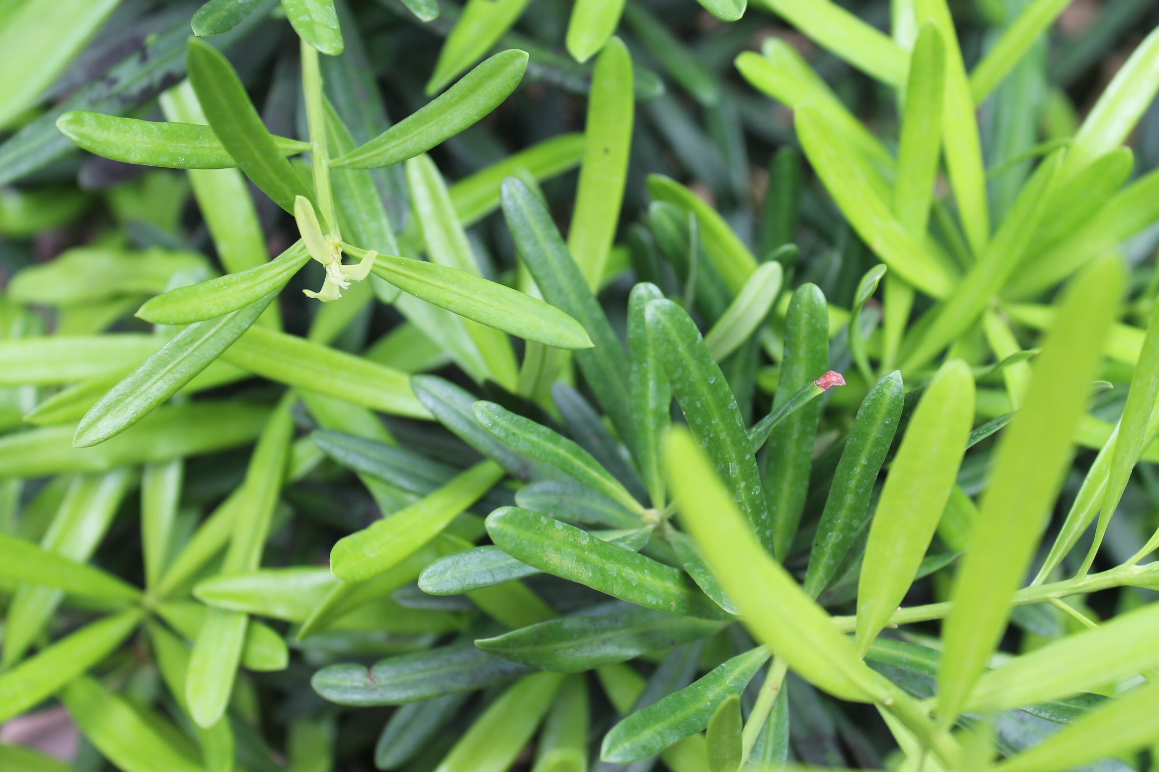 Flowering plant, Herb leaf, Rosemary shrub, Rock samphire, 2260x1510 HD Desktop