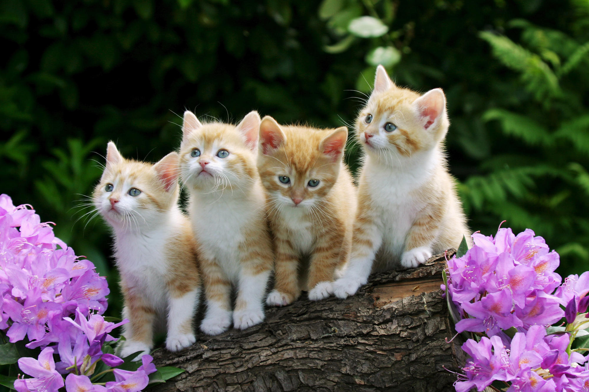 four ginger tabby kittens, purple rhododendron blossoms, rough tree log, HD Desktop wallpaper