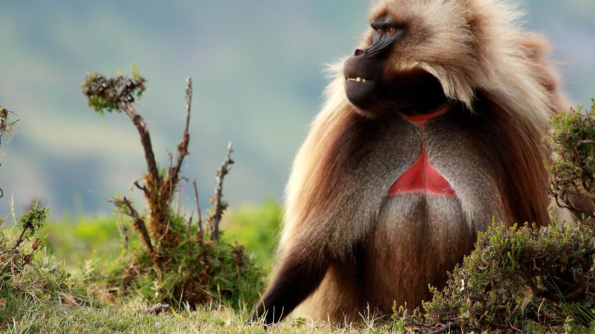 Gelada baboon male, Majestic primate, Wildlife photography, Kde store image, 1920x1080 Full HD Desktop