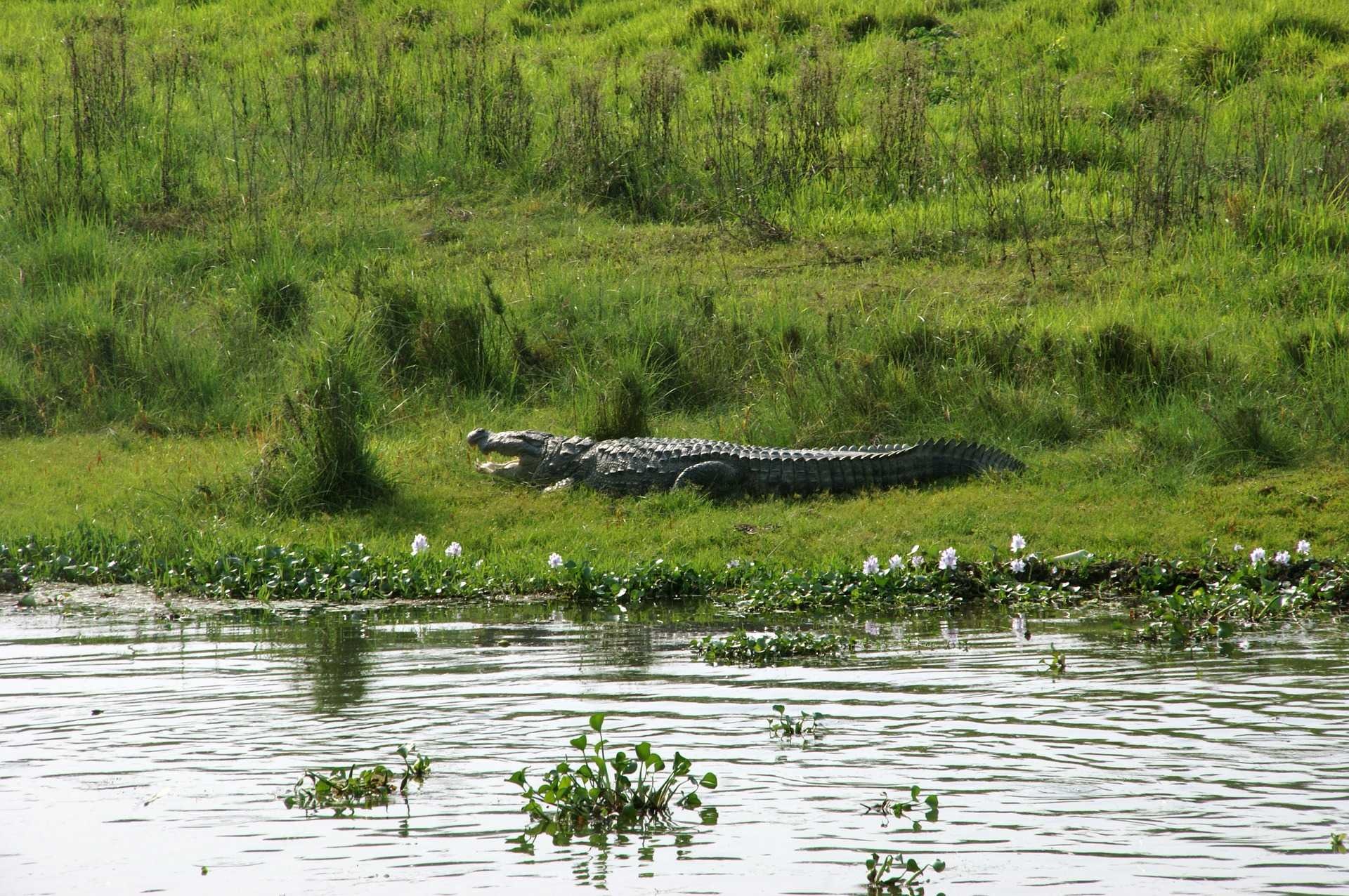 Chitwan National Park, Wildlife sanctuary, Adventure destination, Breathtaking nature, 1920x1280 HD Desktop