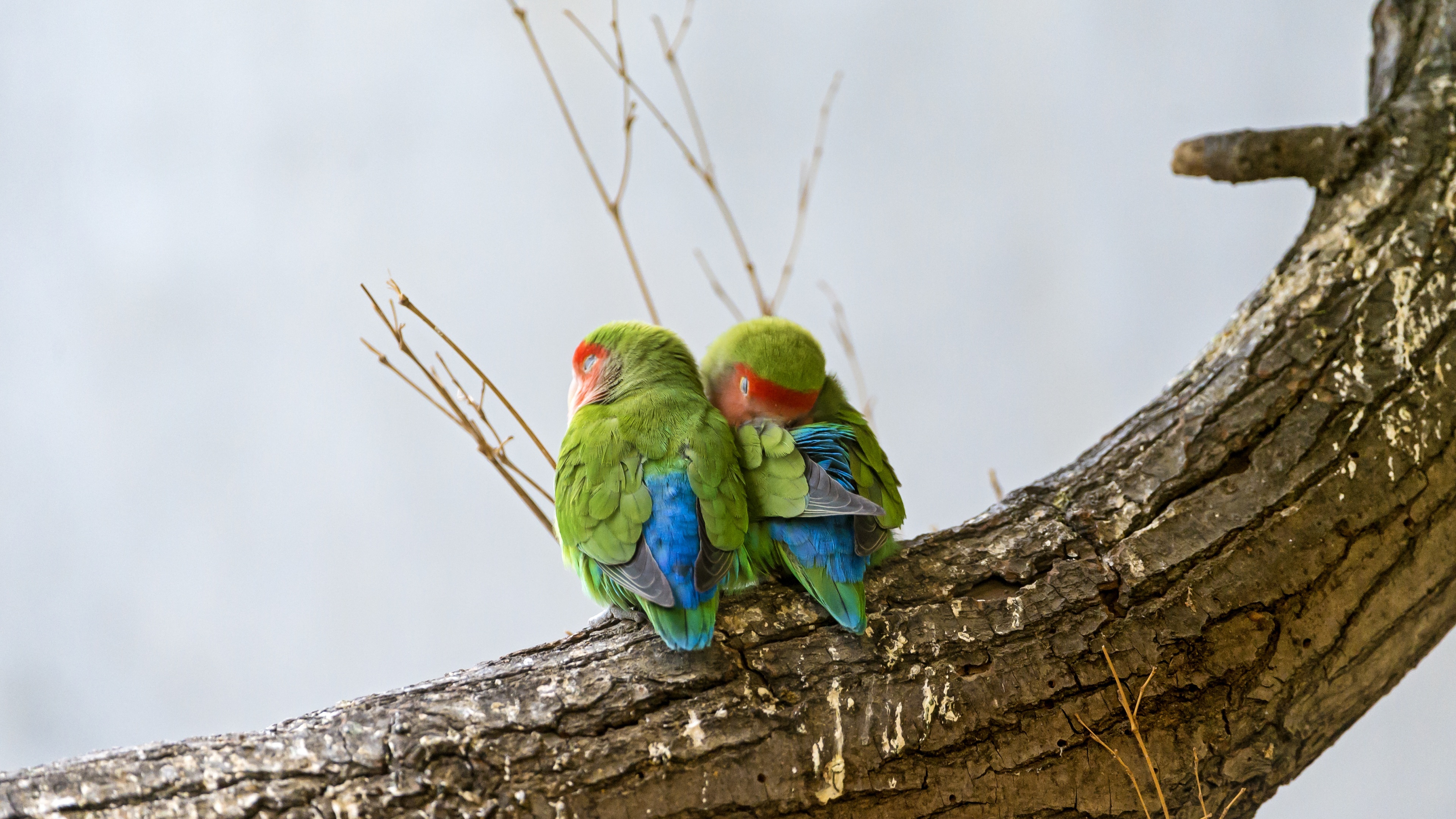 Rosy-faced lovebirds wallpaper, Peach-faced lovebirds, Bird couple, Tree branch, 3840x2160 4K Desktop