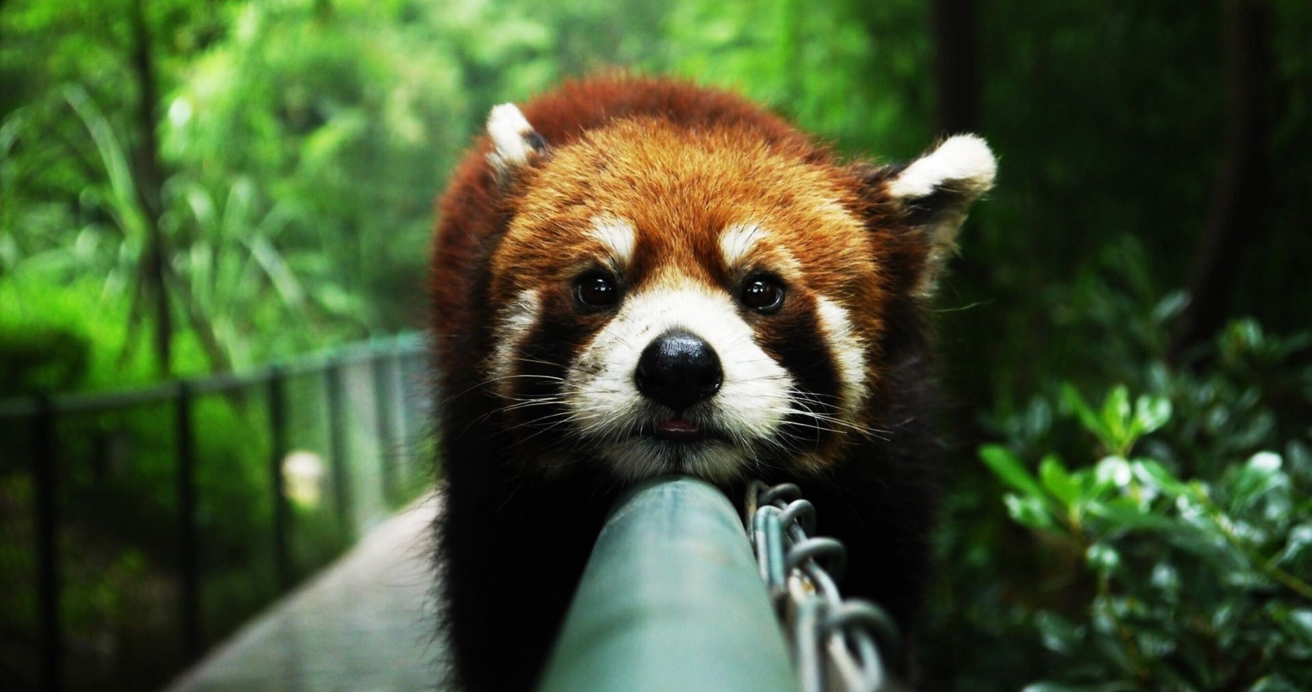 Cute red panda wallpaper, Tech-inspired, Animal lover's delight, Captivating visuals, 2560x1350 HD Desktop