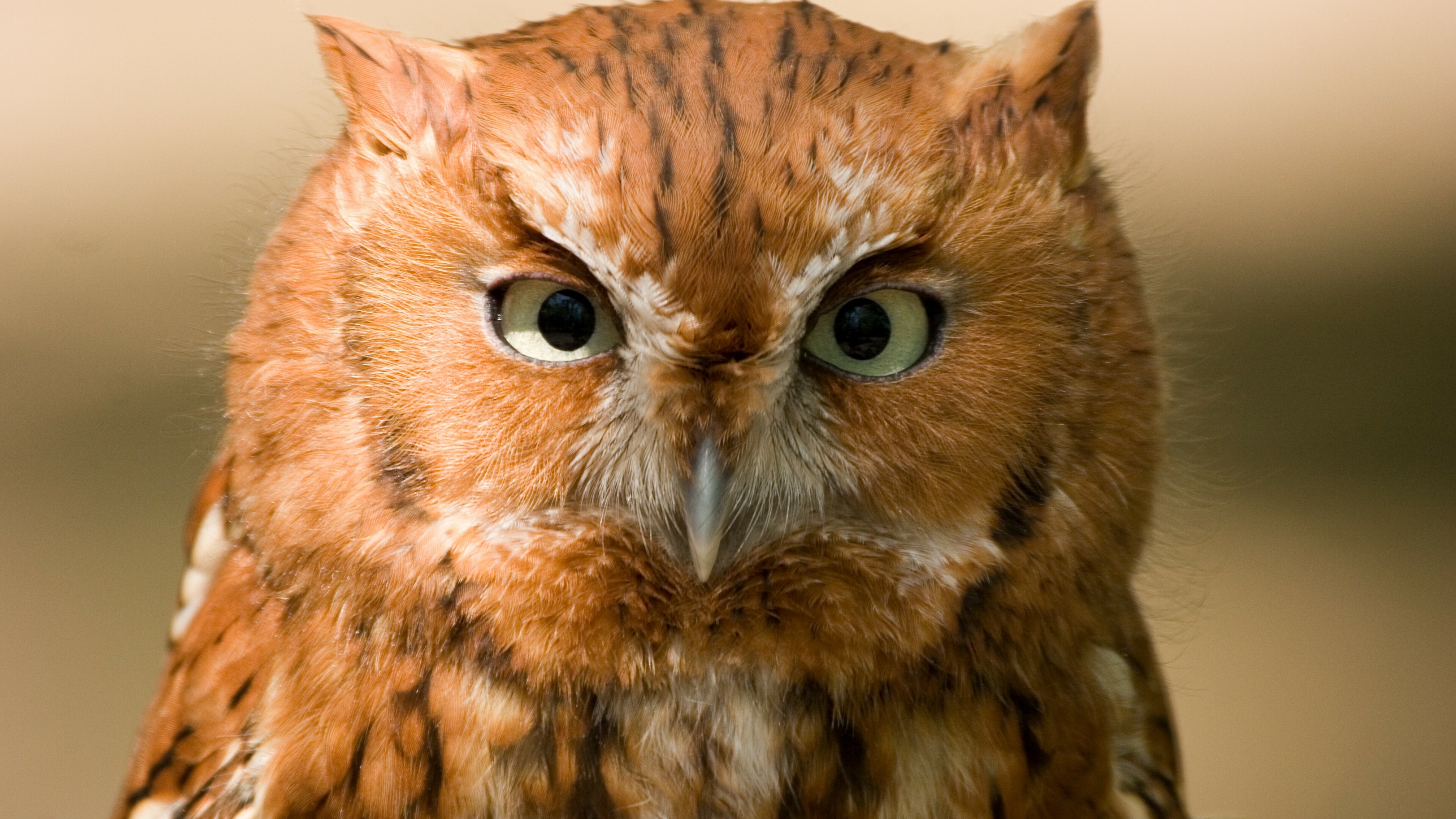 Eastern screech, Owls Wallpaper, 3840x2160 4K Desktop