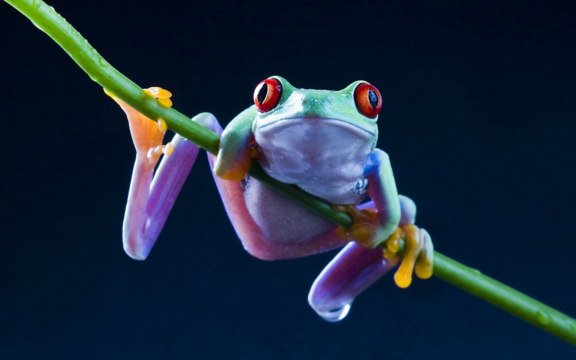 Frog wallpaper, Eye-catching visuals, Nature's charm, Artistic choice, 1920x1200 HD Desktop