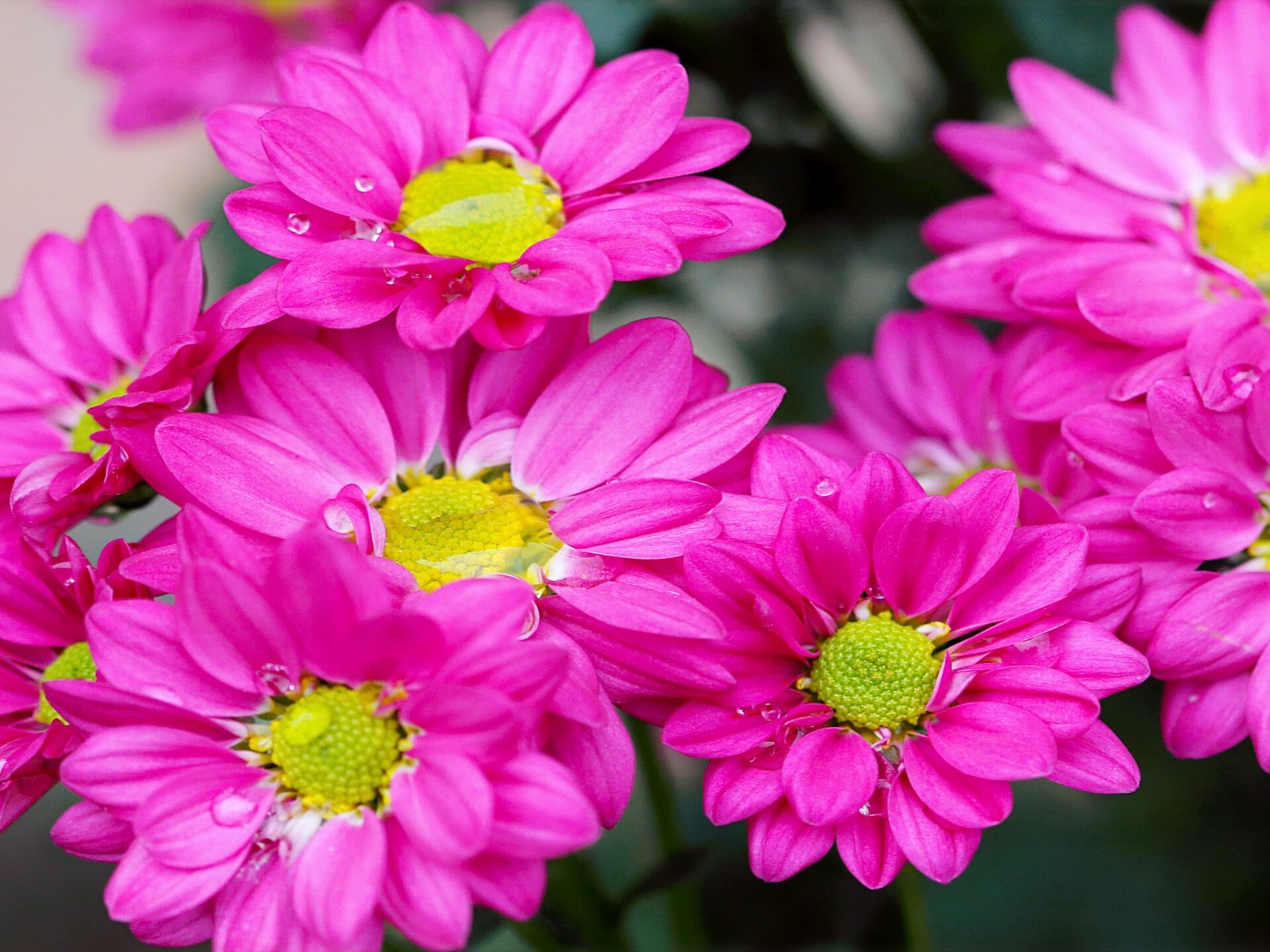 Chrysanthemum flower, Dark pink petals, Yellow coins, Nature, 1920x1440 HD Desktop