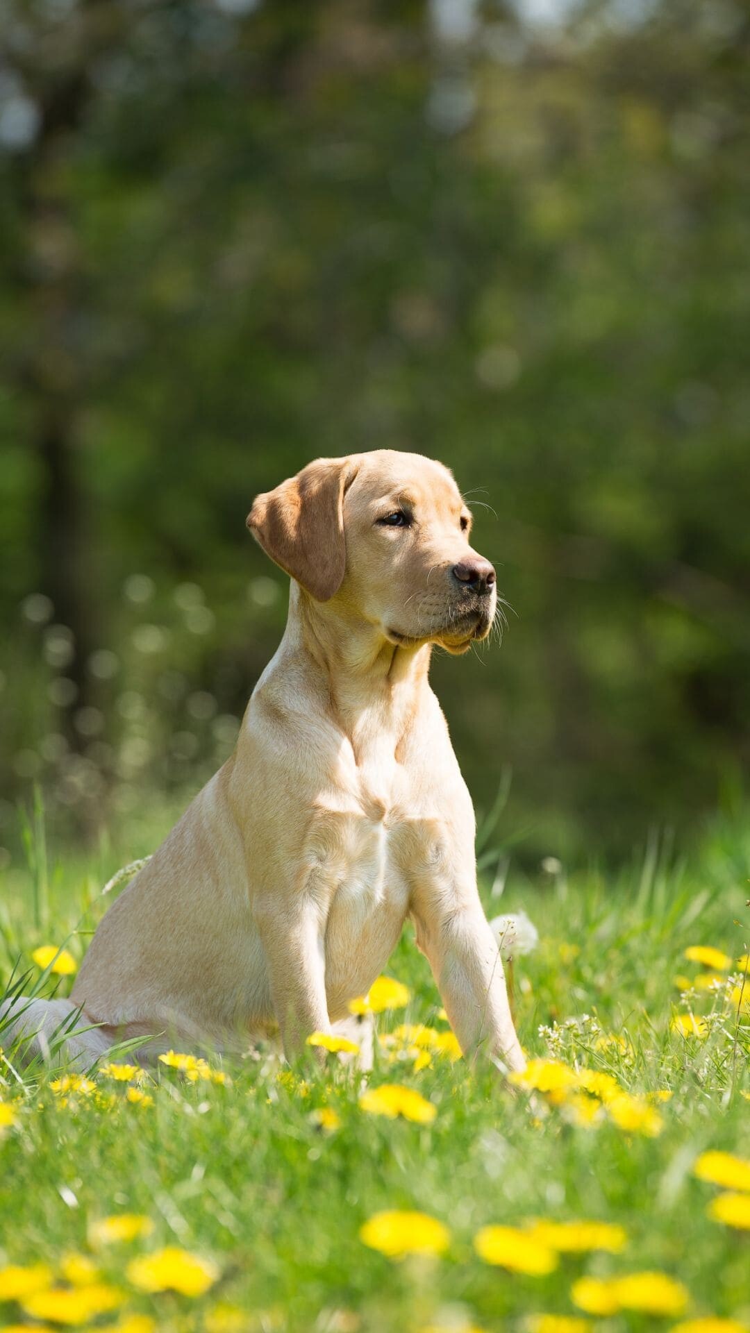 Labrador wallpapers, Best quality, HD 4K, Top backgrounds, 1080x1920 Full HD Phone