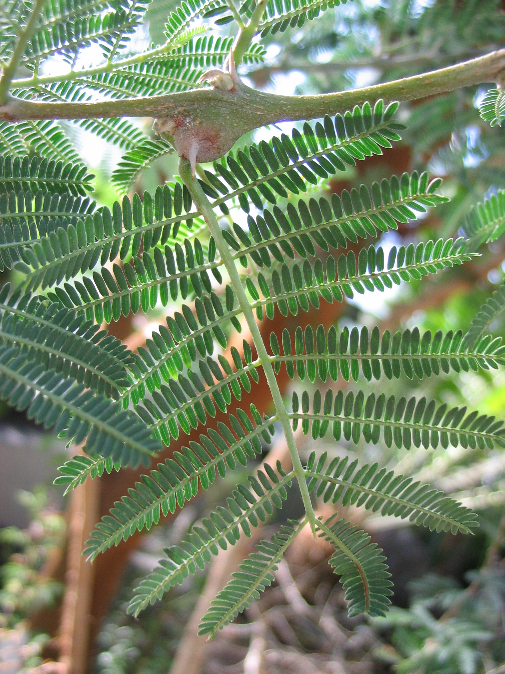 Vachellia seyal, Acacia species, Thorny branches, Tree's unique features, 1710x2280 HD Phone