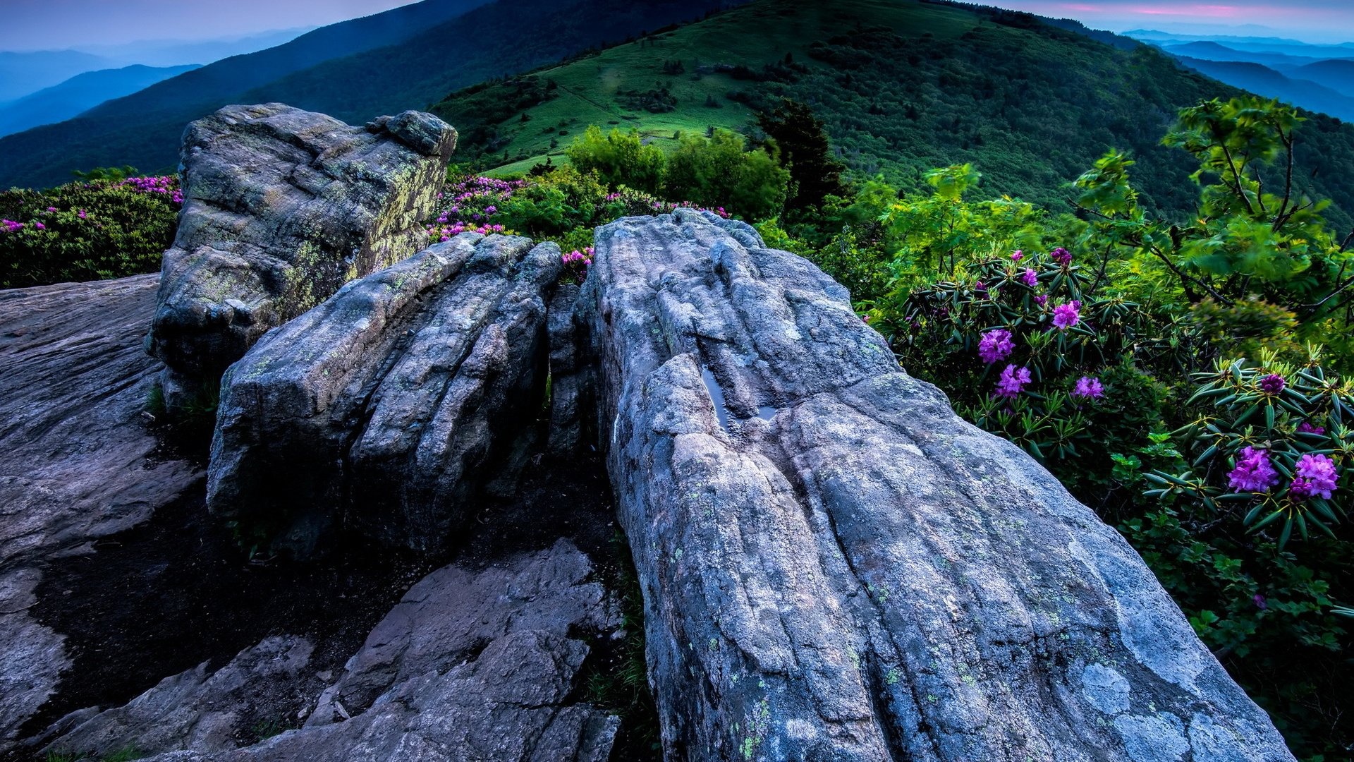 North Carolina, Sky, Flowers, Mountains, 1920x1080 Full HD Desktop