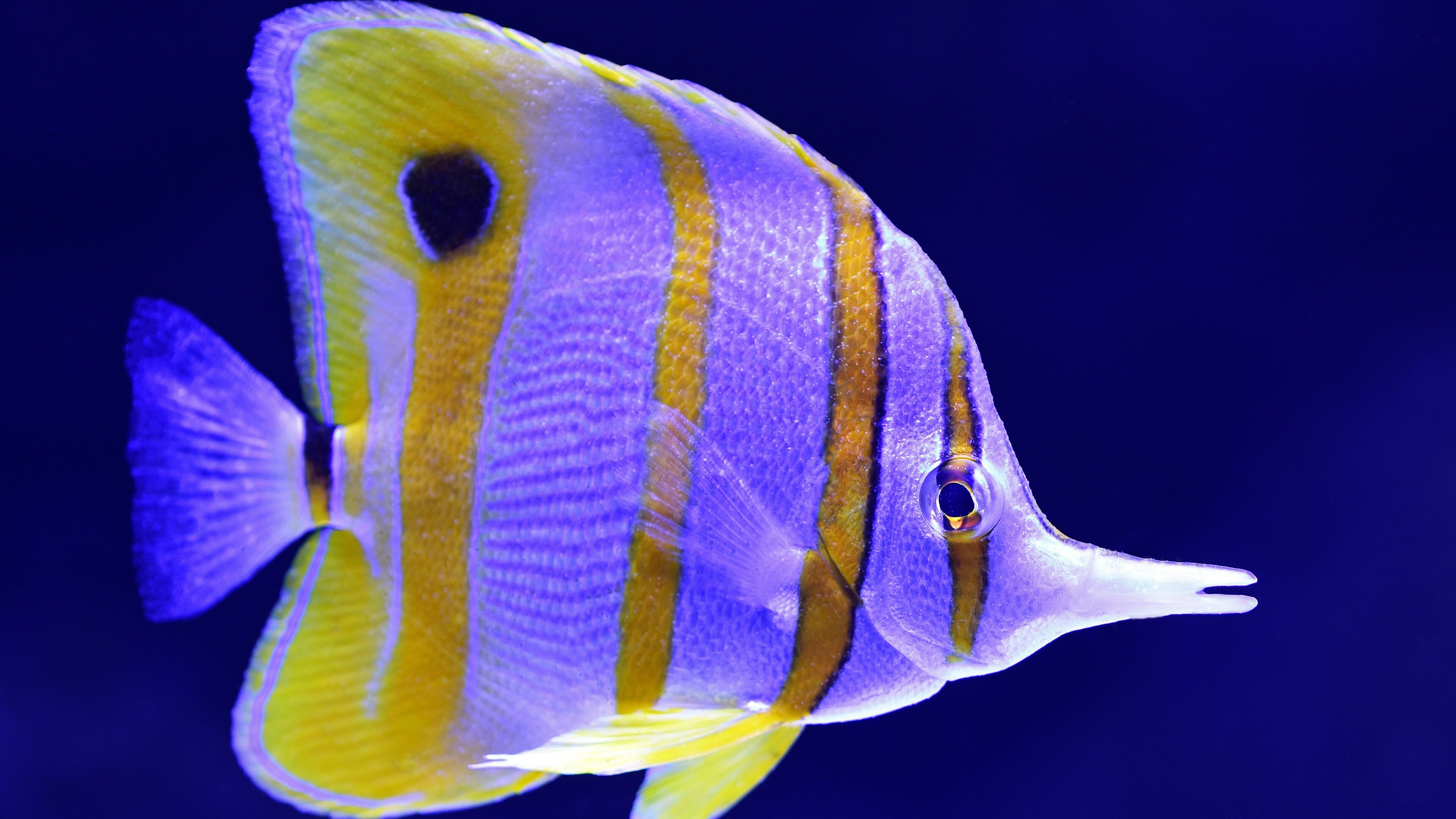 Copperband butterflyfish, Fish Wallpaper, 3840x2160 4K Desktop