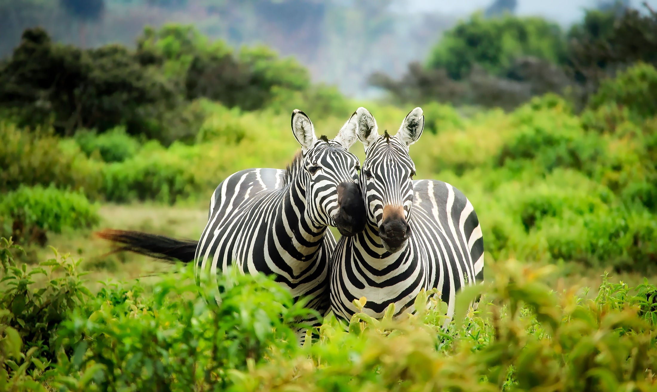 Nature's patterns, Graceful creatures, Black and white, Wildlife photography, 2200x1320 HD Desktop