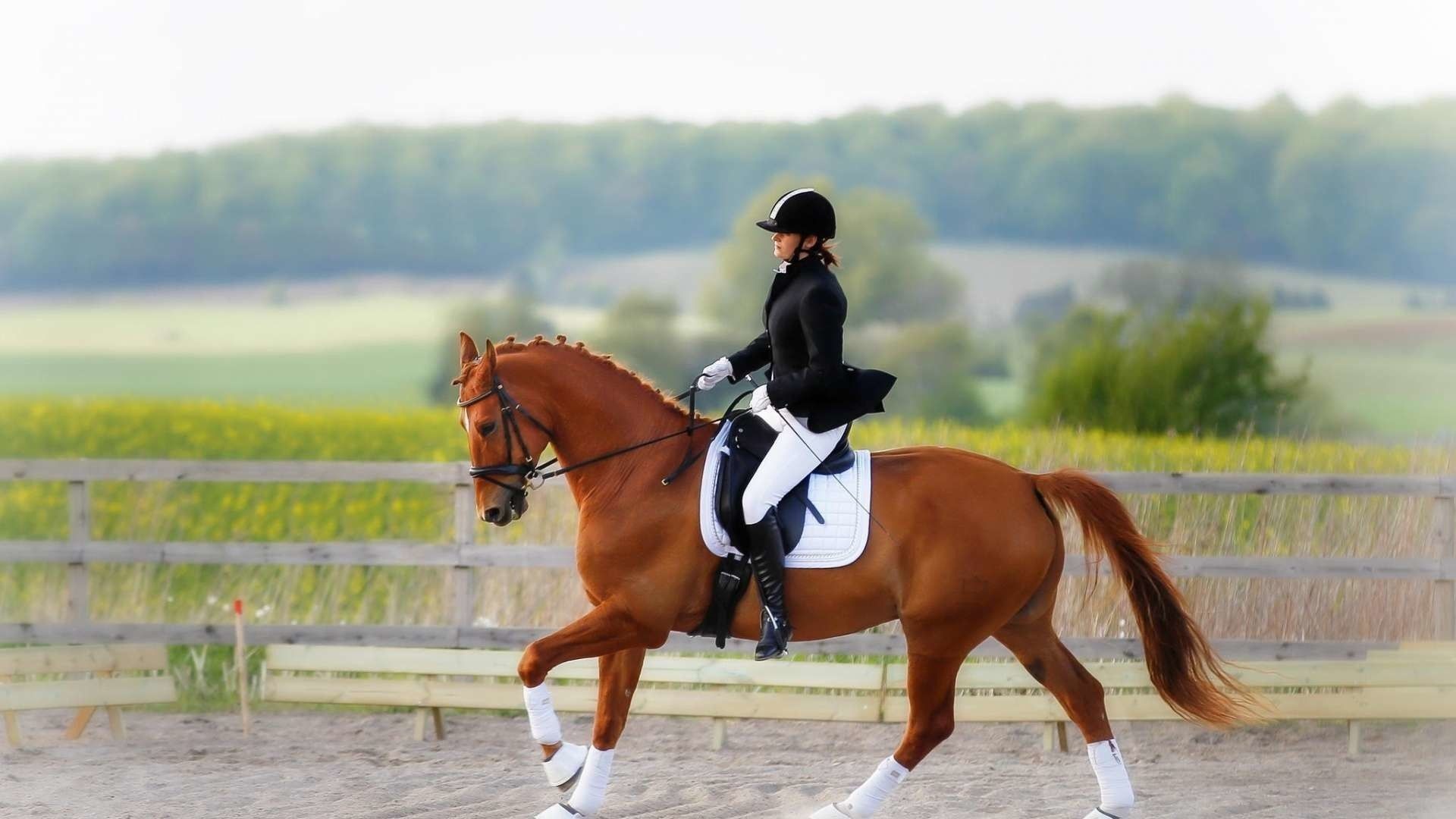 Equestrian dressage, Graceful movement, Canter gait, Horseback riding, 1920x1080 Full HD Desktop