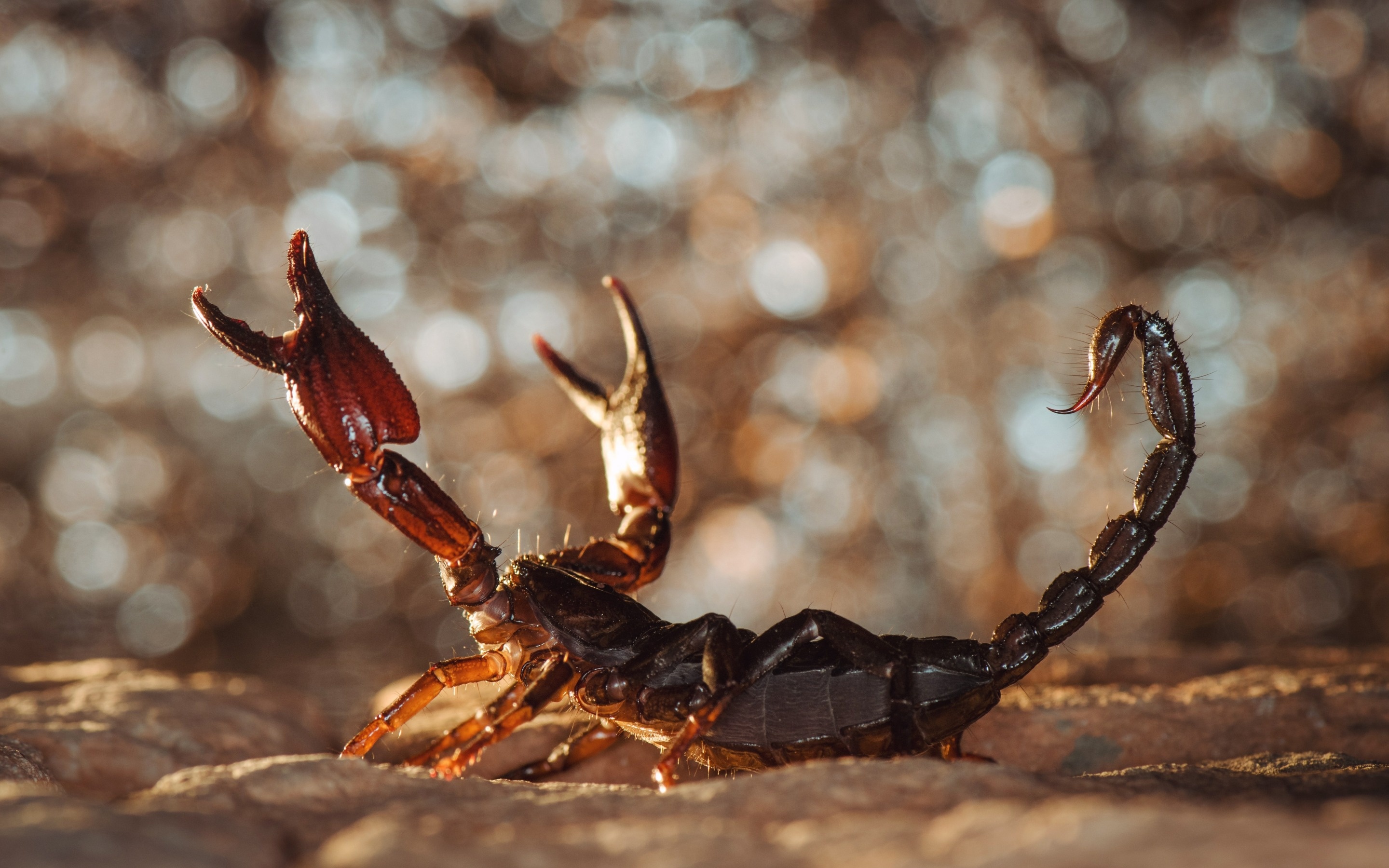 Scorpion, Dangerous desert inhabitant, African wilderness, Monitor lizard, 2880x1800 HD Desktop