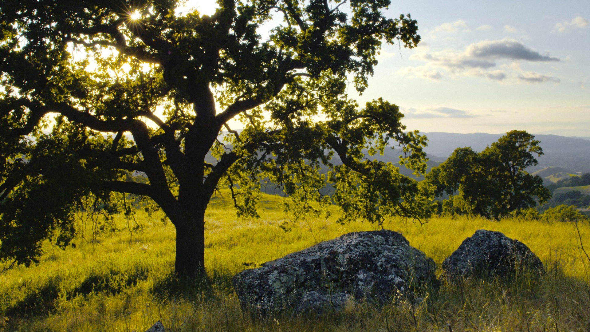 Oak Tree, Oak tree nature, Forest wallpaper, Serene beauty, 1920x1080 Full HD Desktop