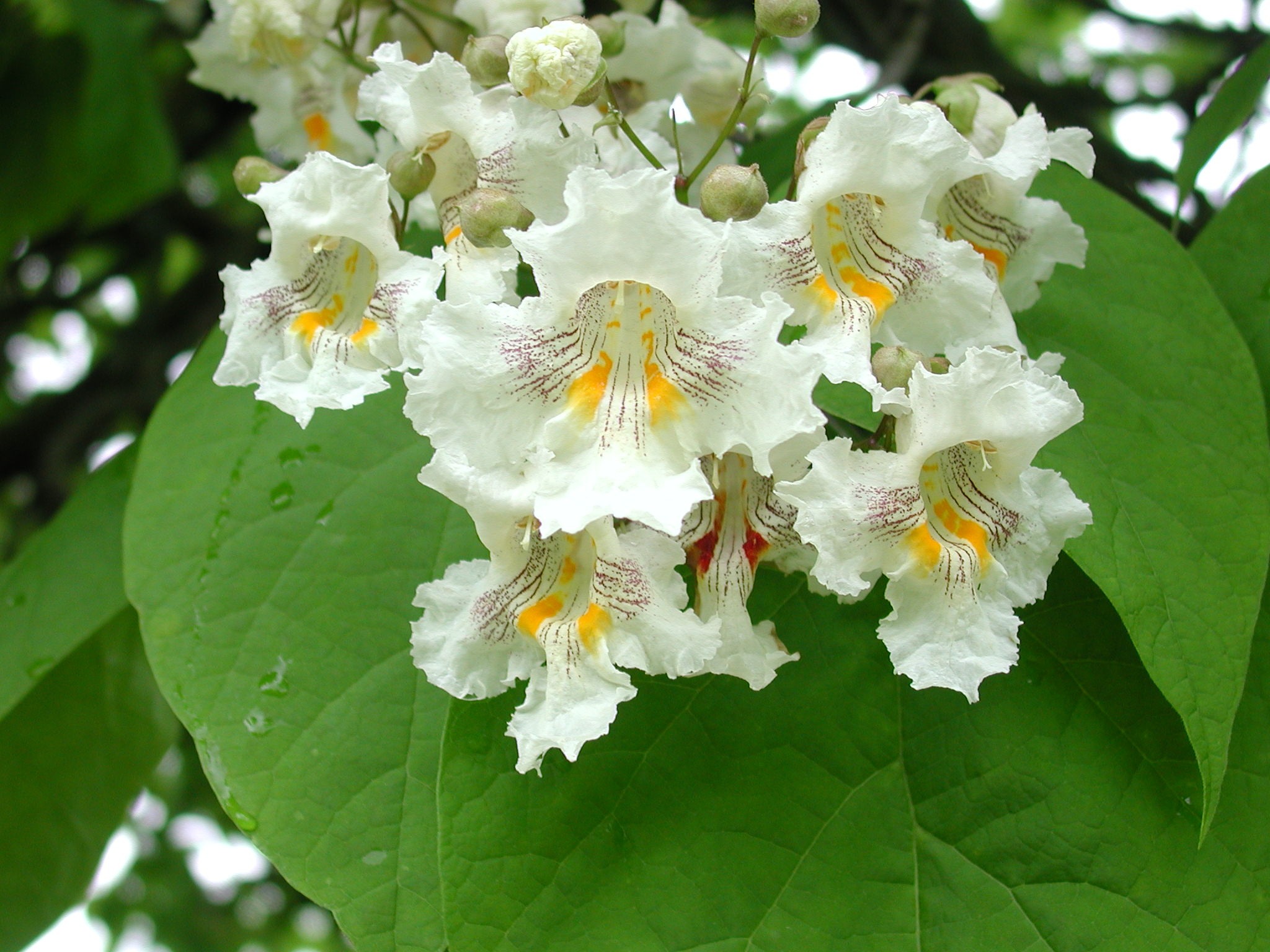 Catalpa, Northern Nebraska, Forest service, 2050x1540 HD Desktop