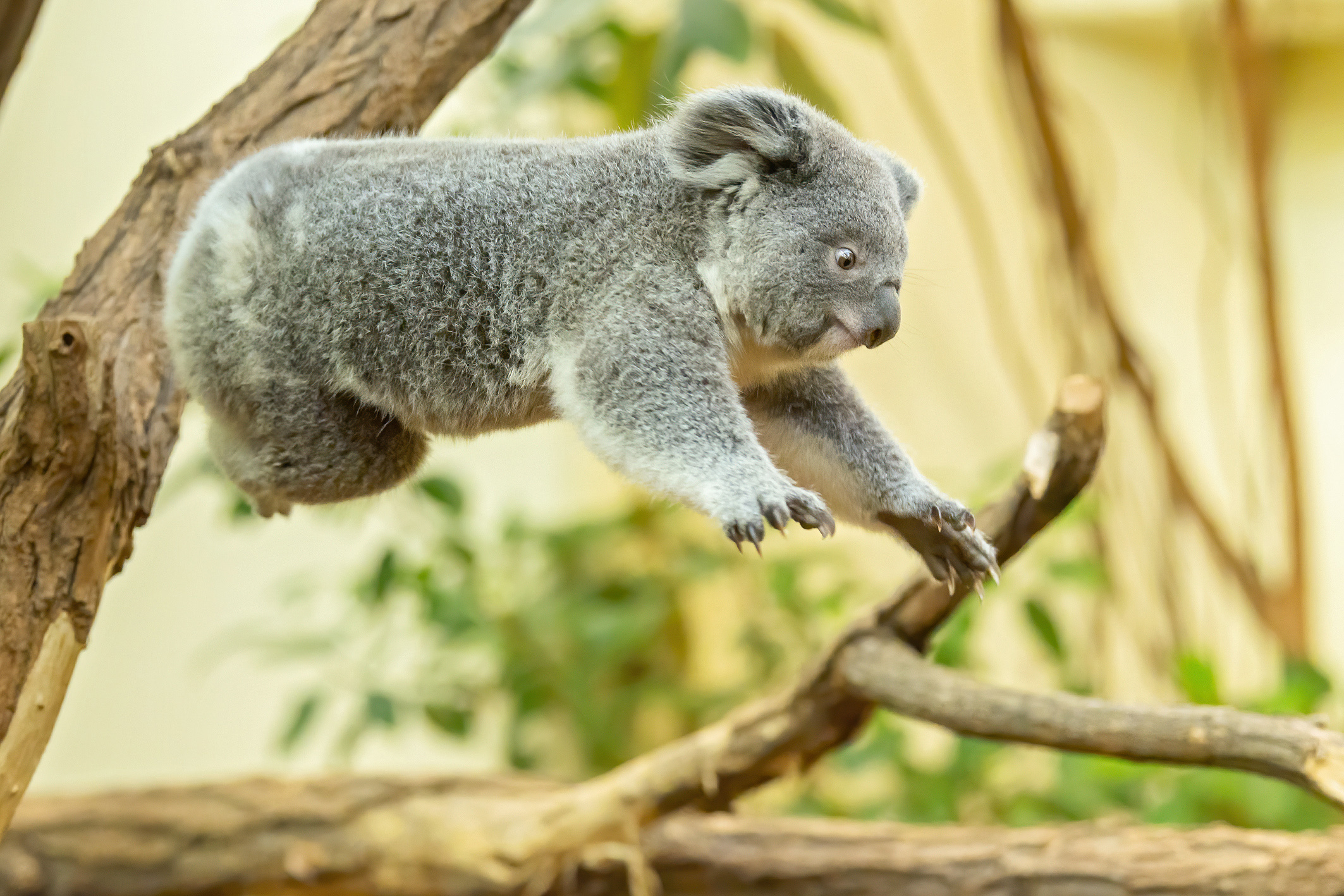 One-year-old koala, Millaa Millaa's birthday, Childhood memories, Growing up, 2130x1420 HD Desktop