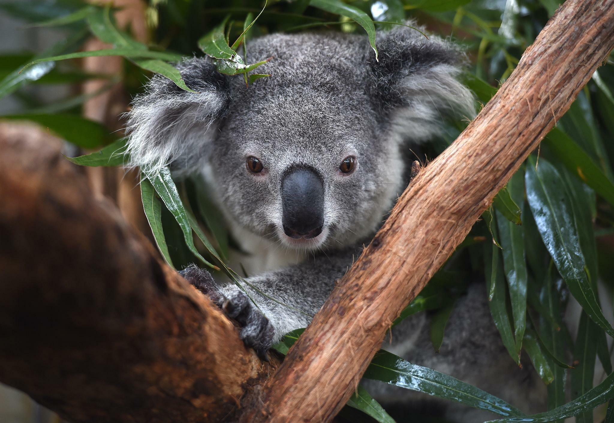 Australia, Koalas Wallpaper, 2050x1410 HD Desktop