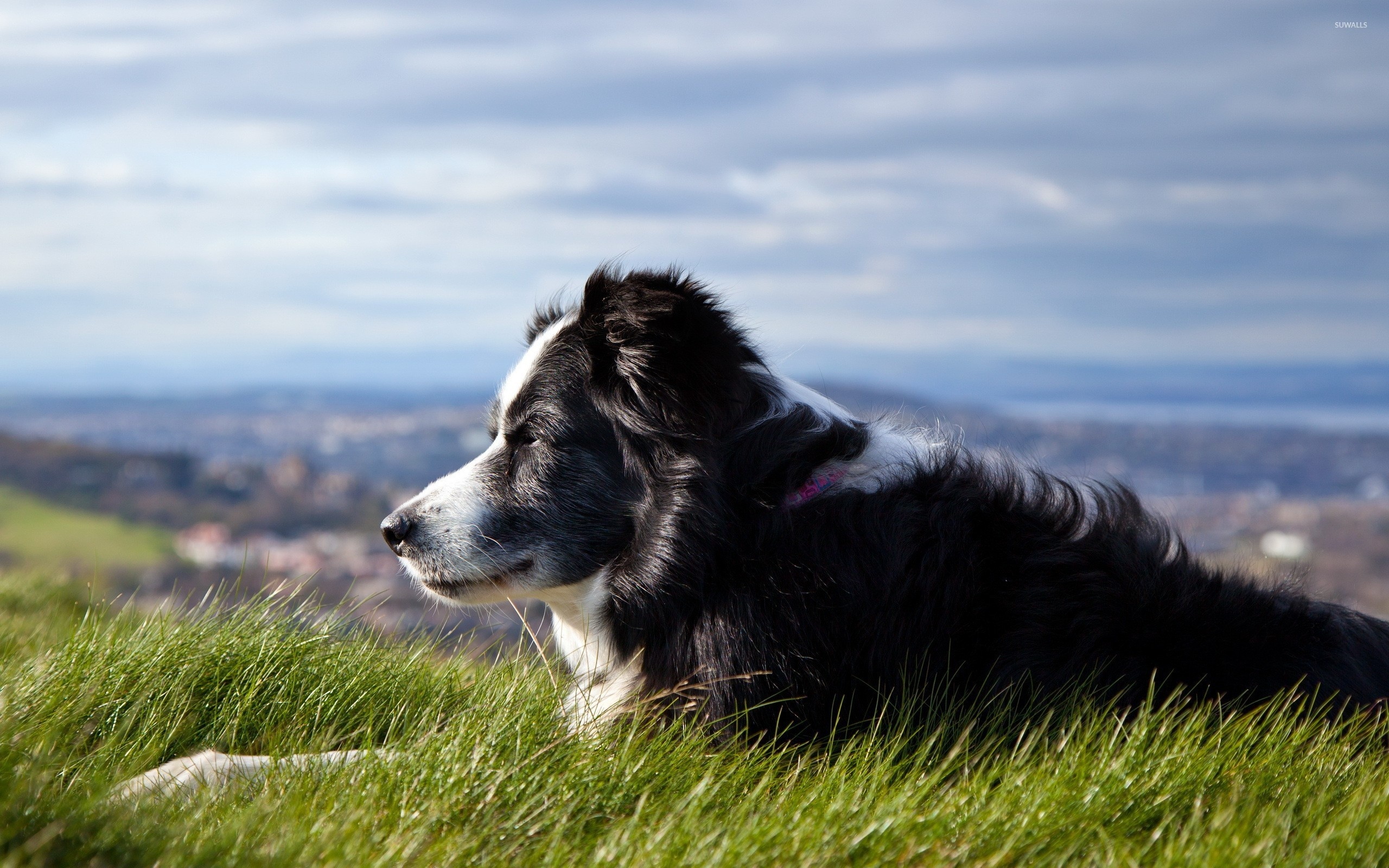 Border collie, Wallpaper, Animal wallpapers, Loyal, 2560x1600 HD Desktop