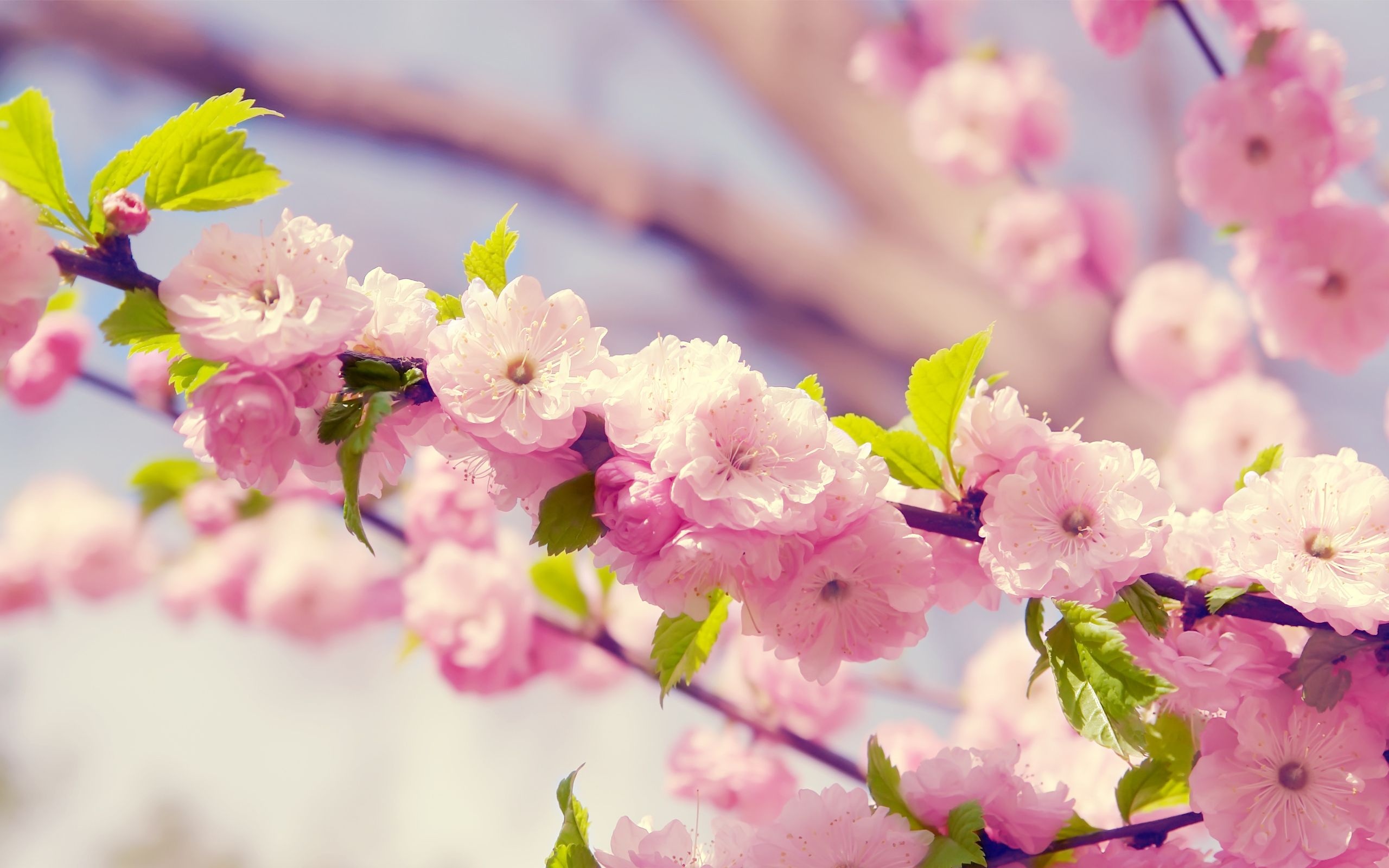 Flowering almond branch, Double pink blossoms, Fresh green spring leaves, HD Desktop wallpaper