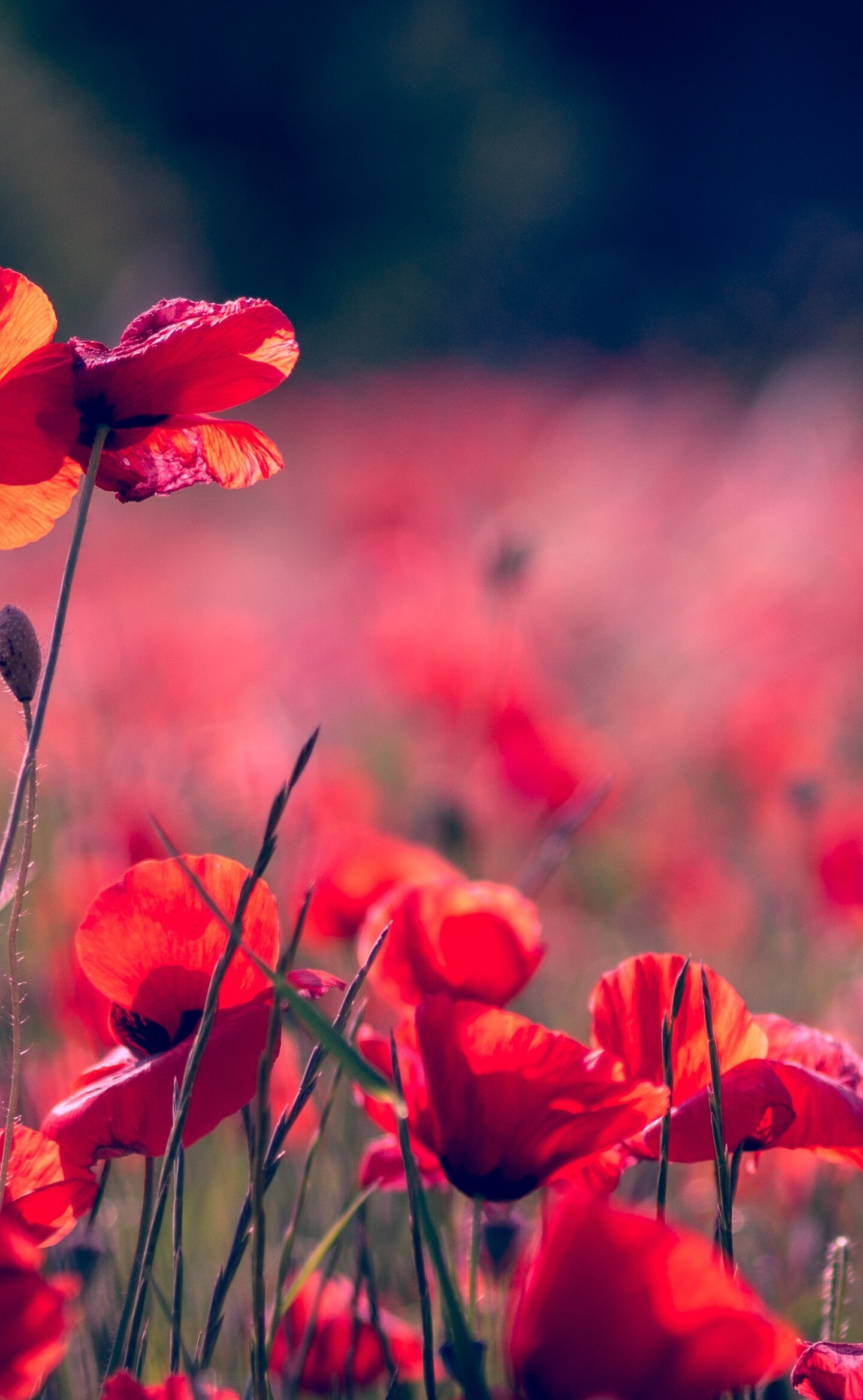 Poppy flower, Meadow wallpaper, Stunning portrait, LG V30 image, 1440x2340 HD Phone