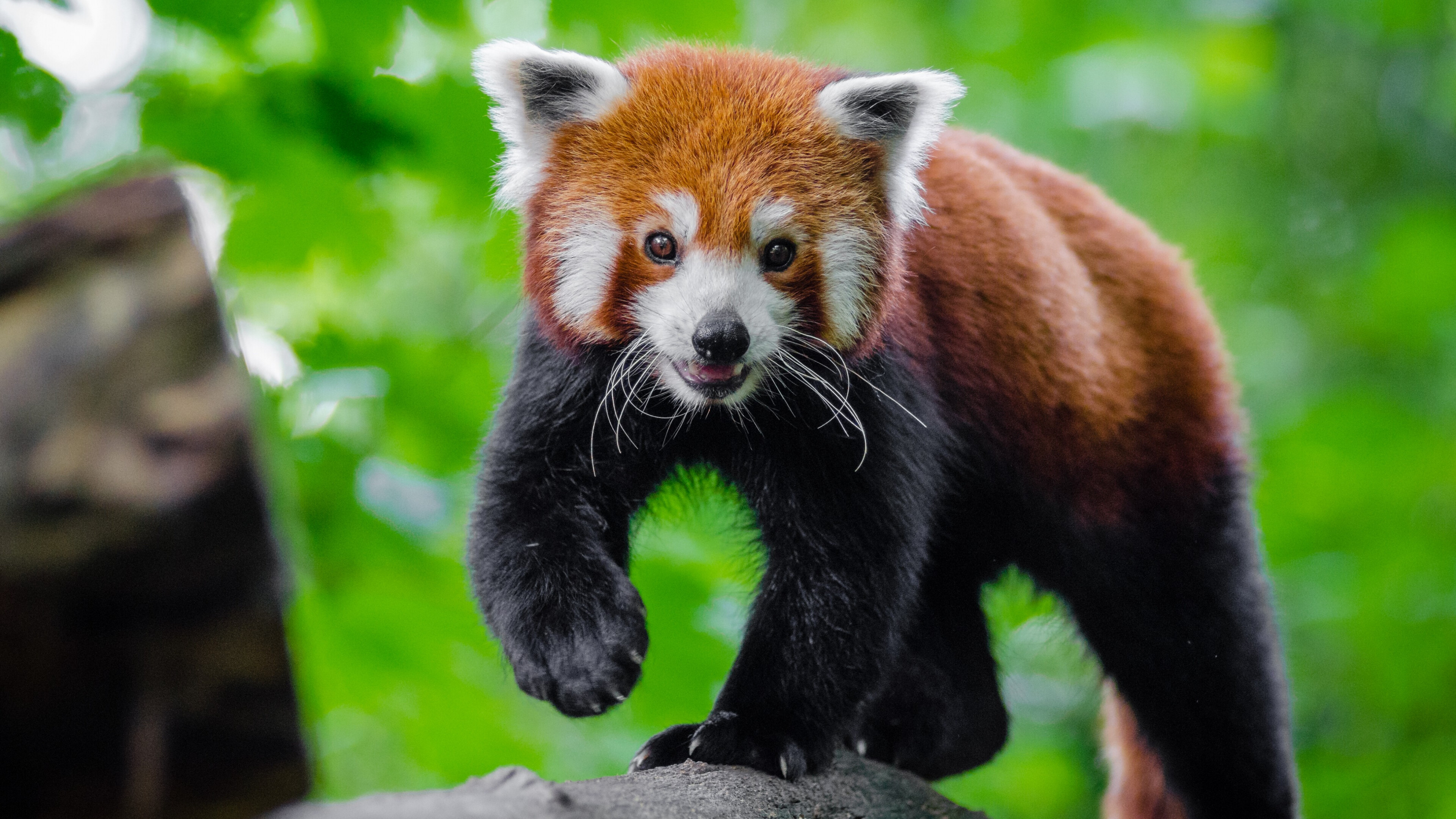 Cute red panda, Animal play, 4K resolution, Artistic wallpaper, 3840x2160 4K Desktop