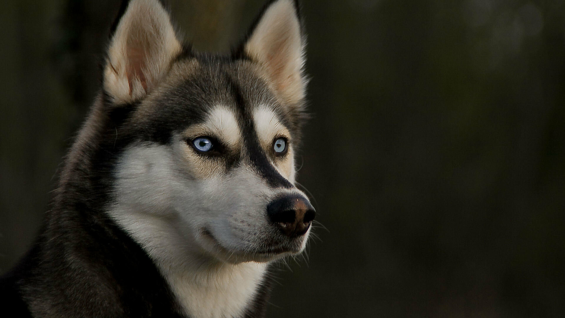 Full HD Husky wallpapers, Desktop delight, High-quality backgrounds, Stunning imagery, 1920x1080 Full HD Desktop