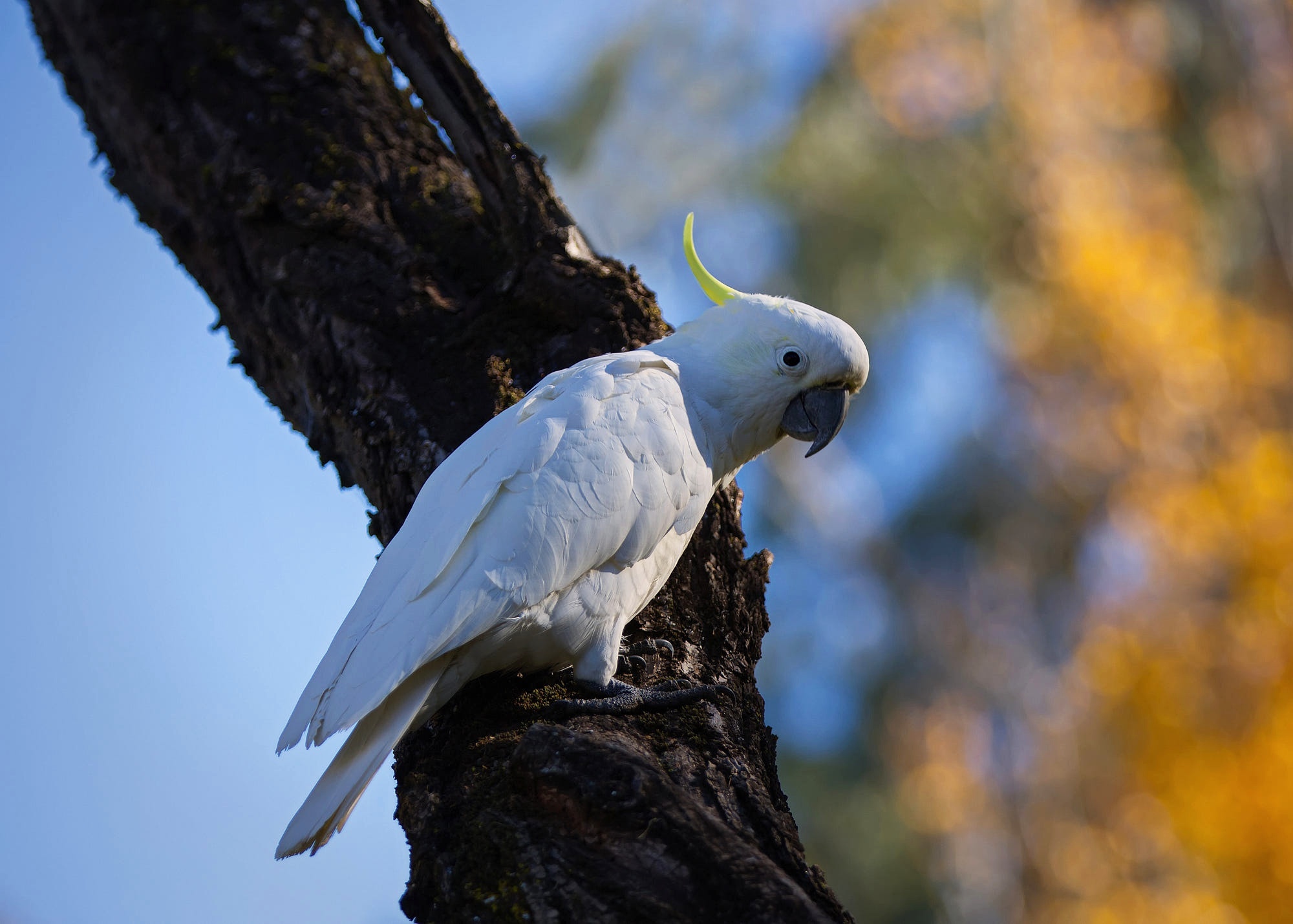 Sulfur-crested cockatoo, Stunning wallpaper, Nature beauty, 2000x1430 HD Desktop