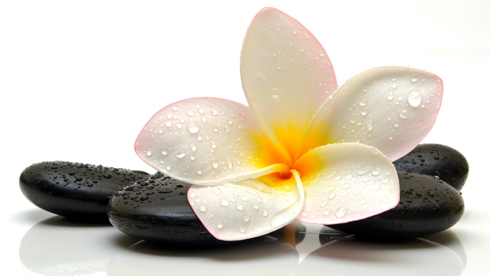 Drop of plumeria, Zen-like beauty, Serene and peaceful, Nature's tranquility, 1920x1080 Full HD Desktop