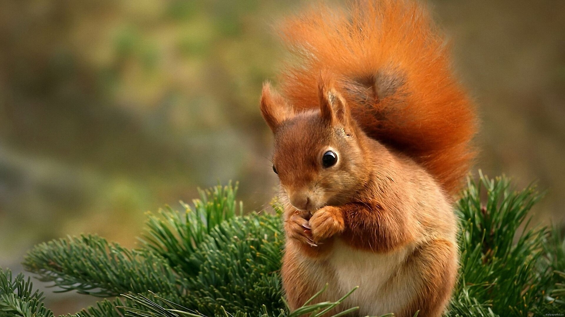 Artistic portrayal, High-resolution beauty, Desktop masterpiece, Squirrel's allure, 1920x1080 Full HD Desktop