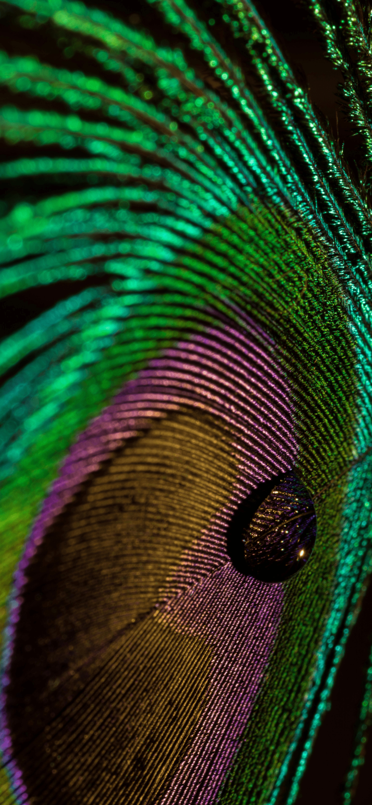 Macro peacock feather, Dewdrop on feather, Iridescent plumage barbs, HD Phone wallpaper