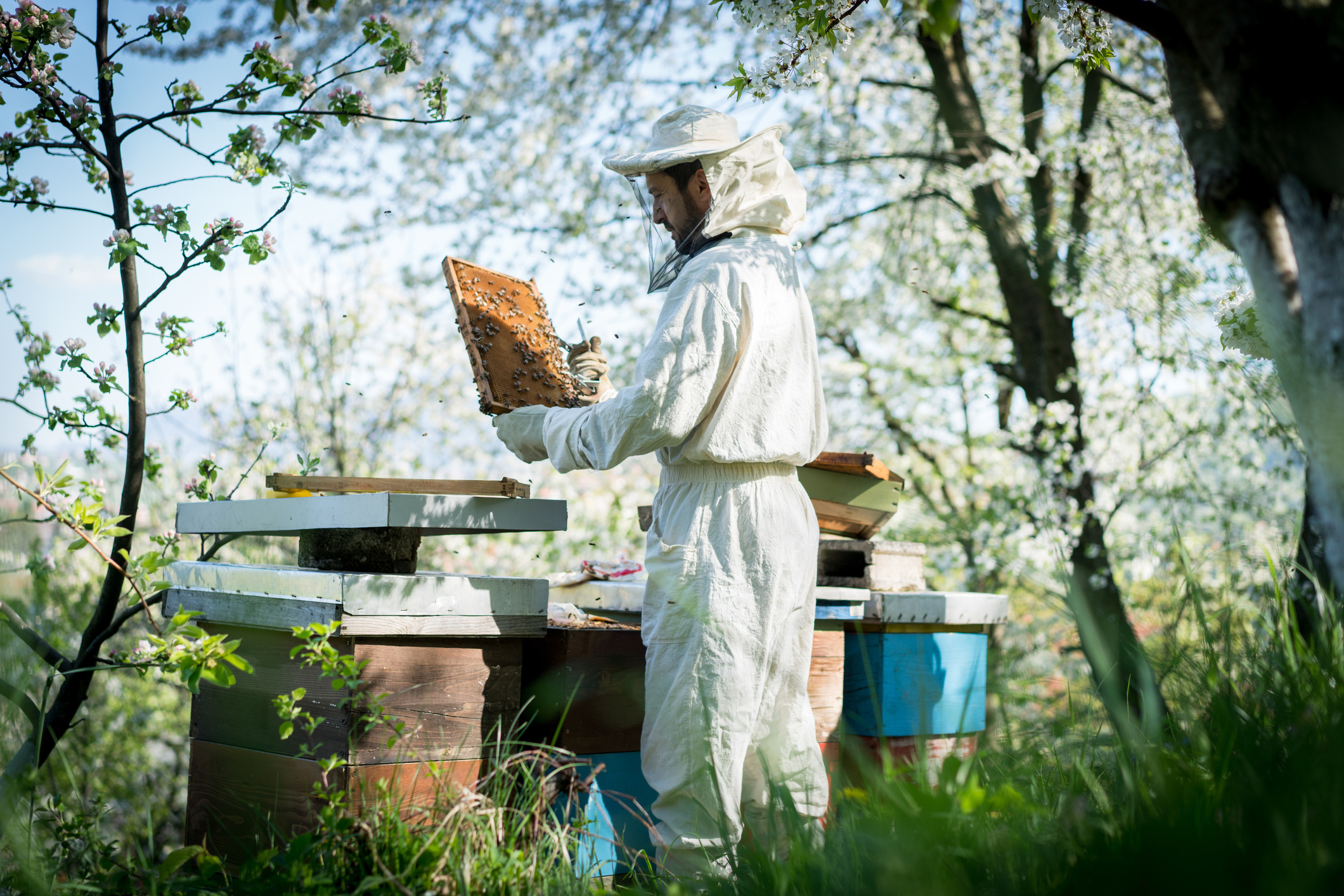 Beehive, combat beehive robbing, Blain's Farm & Fleet, blog, 2120x1420 HD Desktop