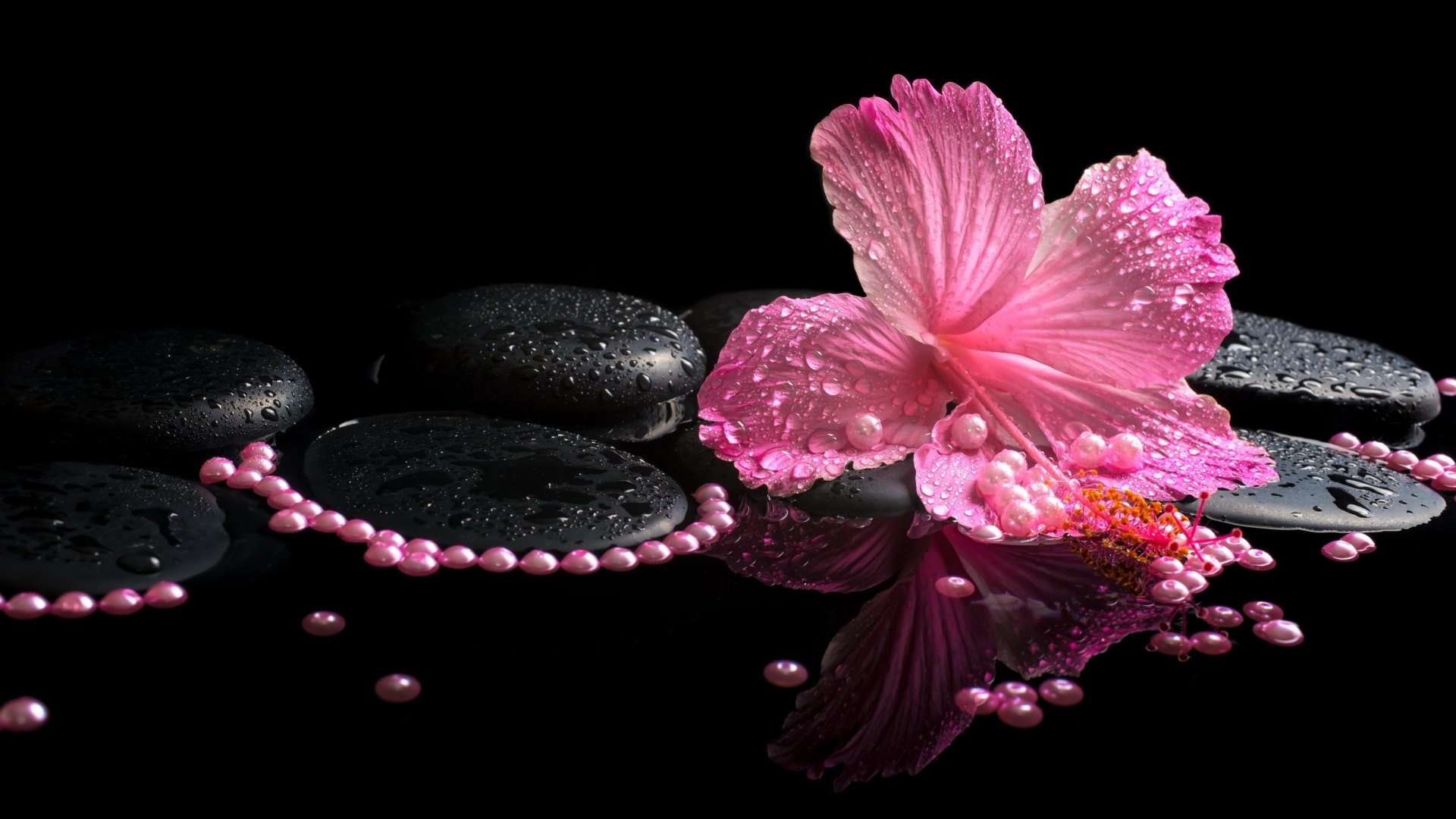 Pearls, Hibiscus Wallpaper, 1920x1080 Full HD Desktop