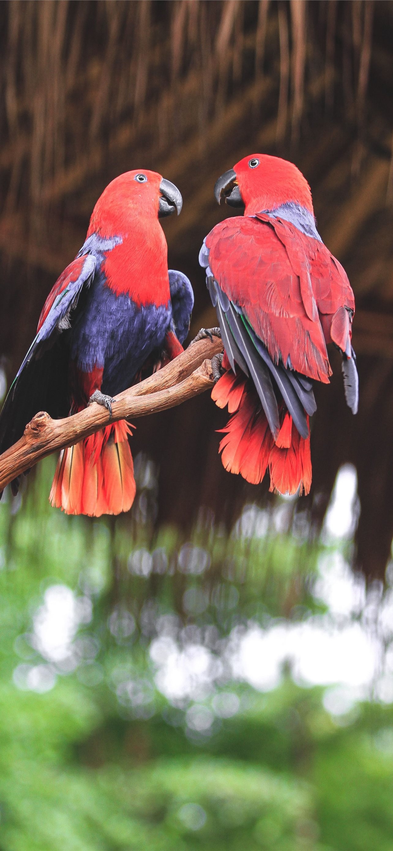 Best lovebirds, iPhone HD, Vibrant display, Avian elegance, 1290x2780 HD Phone