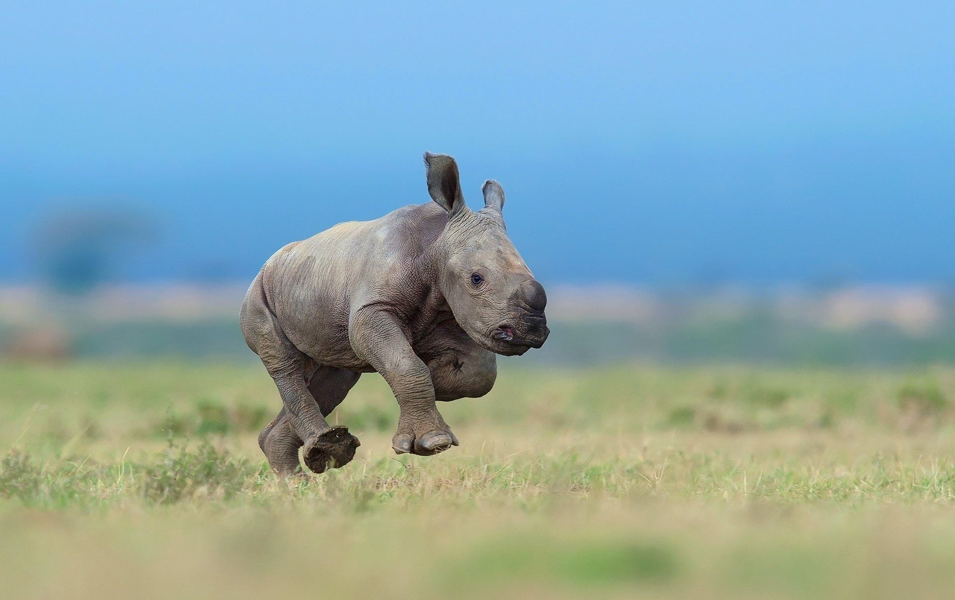 Baby, Rhino Wallpaper, 1920x1210 HD Desktop