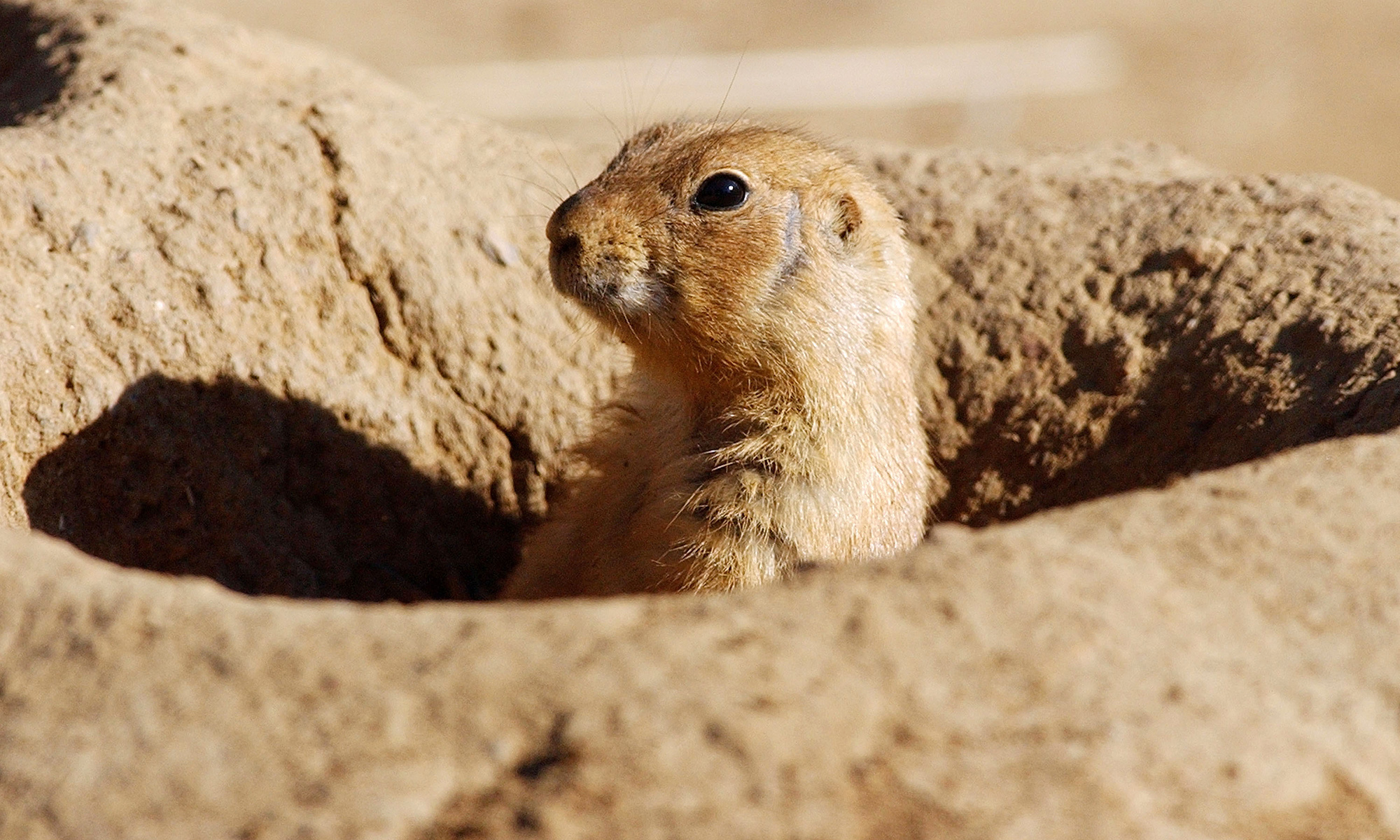 Prairie Dog wallpapers, Adorable animal, Cute creature, HD backgrounds, 2000x1200 HD Desktop