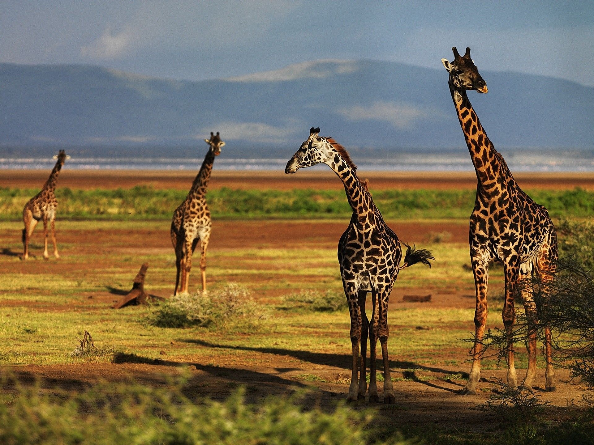 Giraffe portrait delight, Animal wallpaper beauty, Stately grace, Nature's masterpiece, 1920x1440 HD Desktop