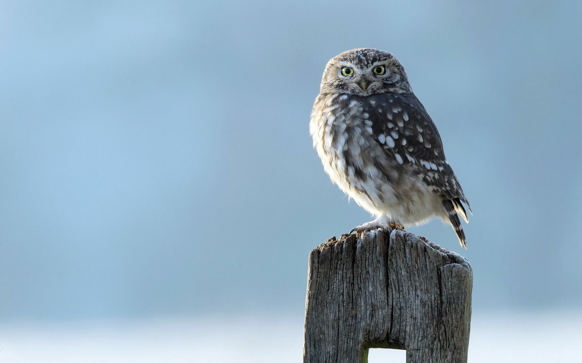 Athene noctua, Owls Wallpaper, 1920x1200 HD Desktop