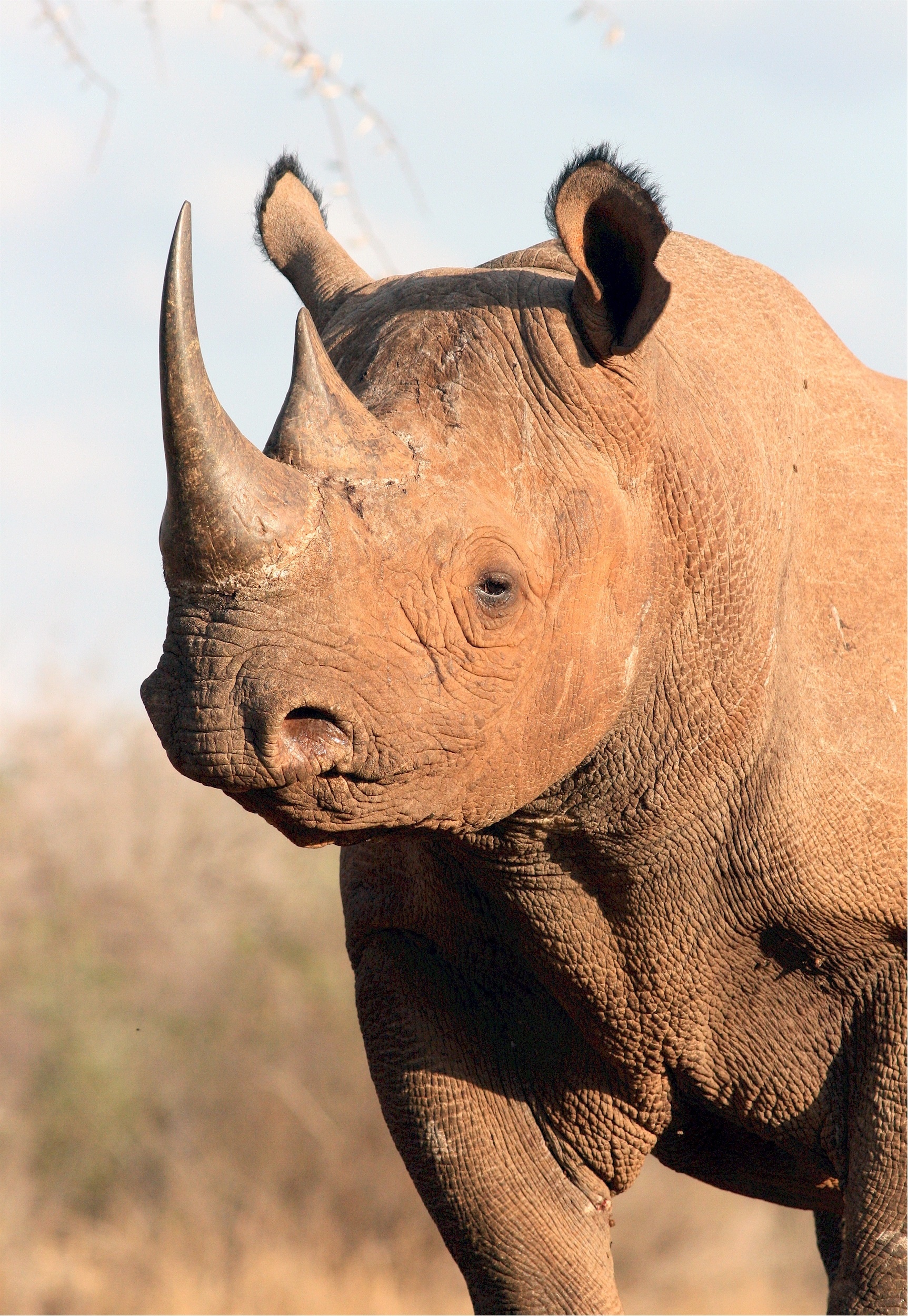 Wild rhino, Fierce power, Animal's spirit, Jooinn's striking capture, 1730x2500 HD Phone