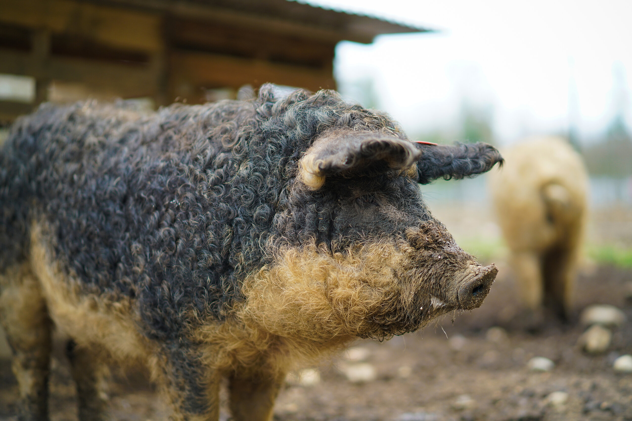 The Sheepish Pig, Adorable storybook characters, Barnyard adventures, Quirky snouts, 2500x1670 HD Desktop