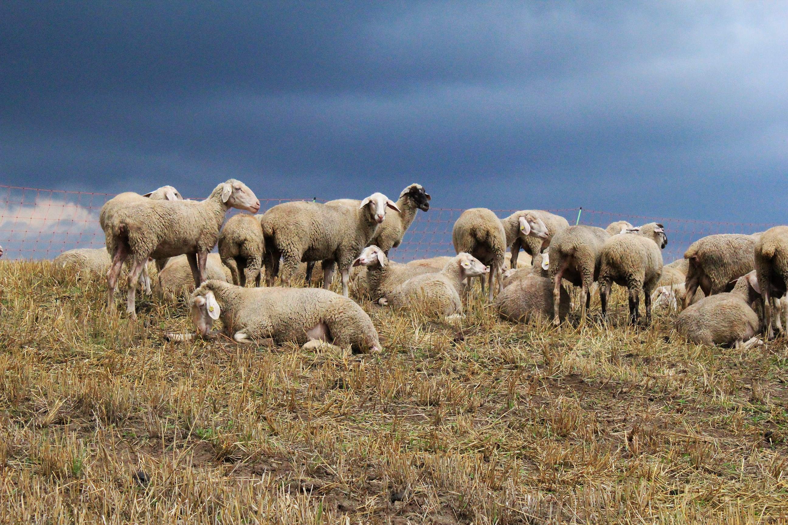 Sheep-themed computer wallpapers, Desktop customization, Sheep background images, Digital aesthetics, 2600x1730 HD Desktop