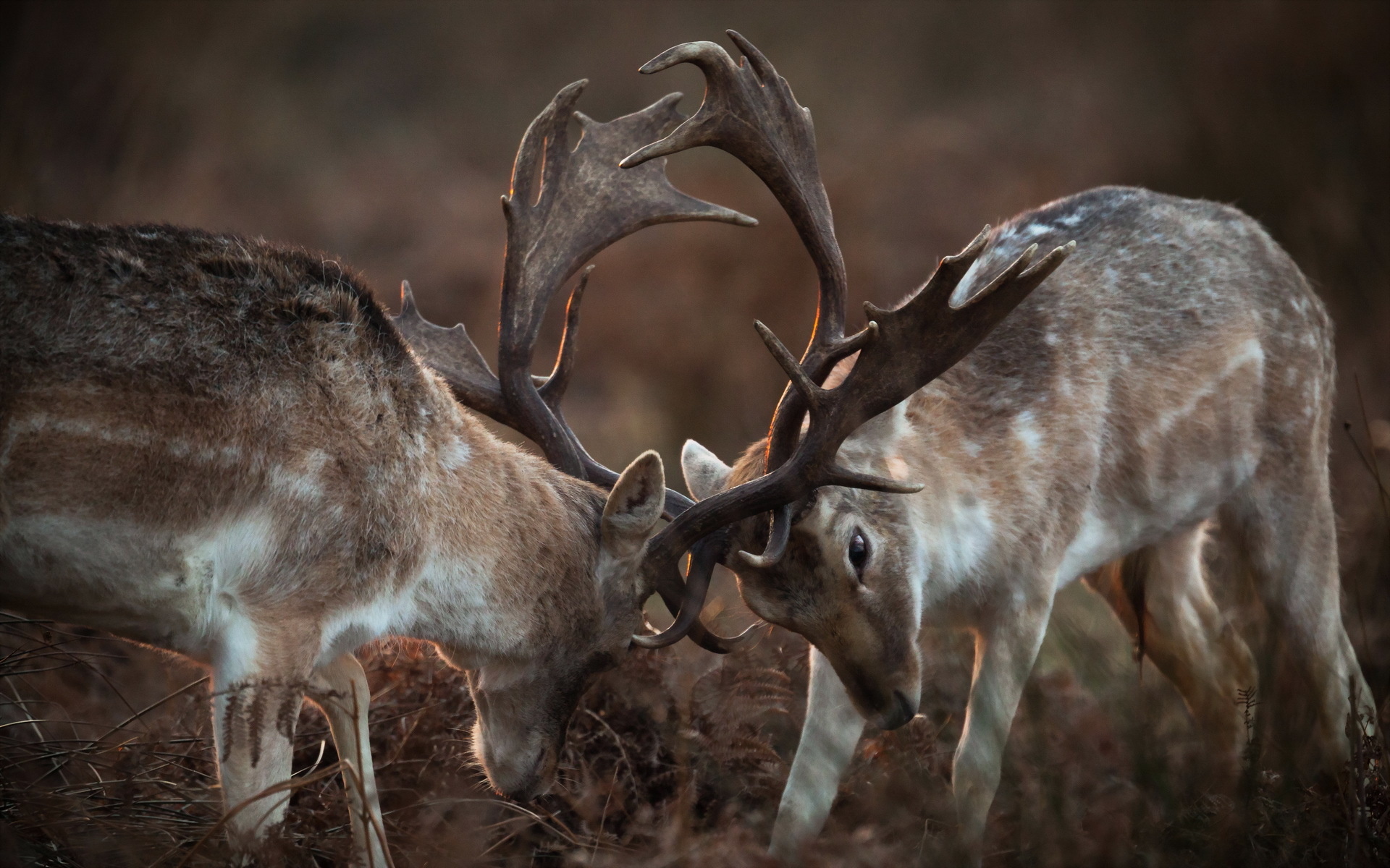 Majestic deer, Artistic wallpapers, Natural elegance, Photography masterpieces, 1920x1200 HD Desktop