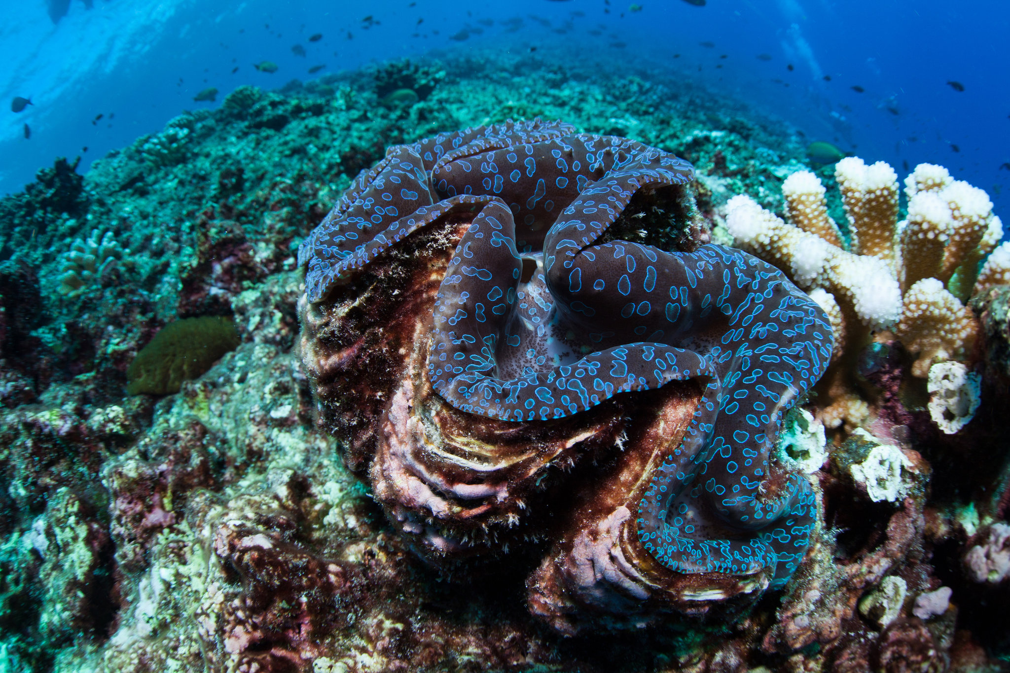 Coral wallpapers, Animal kingdom marvels, 4K wallpapers, Coral beauty, 2050x1370 HD Desktop