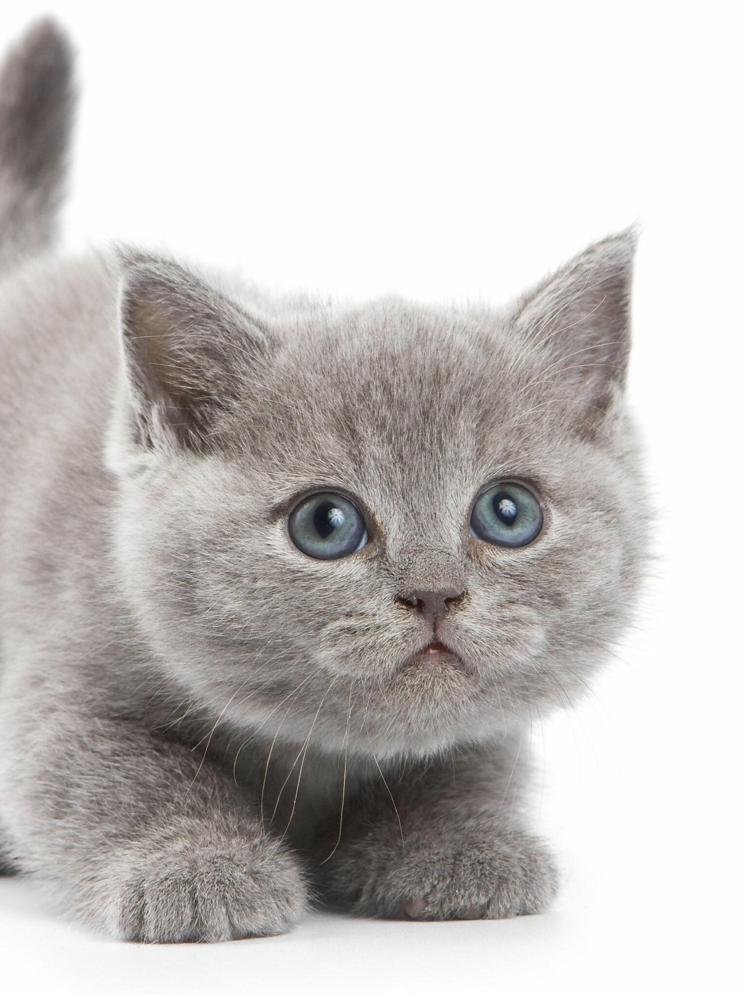 Grey kittens, Cute feline friends, Fluffy companions, Playful, 1540x2050 HD Phone